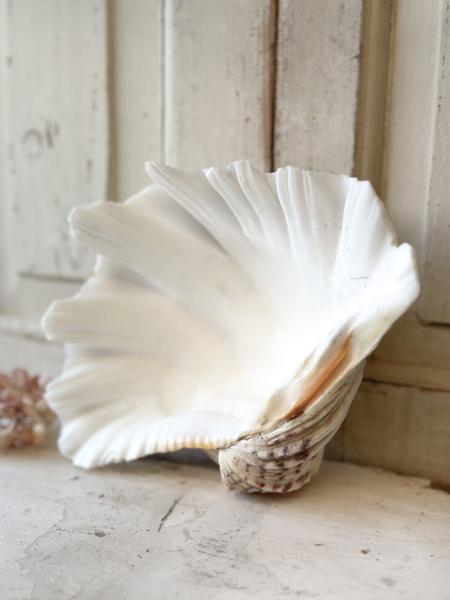 A fabulous vintage giant clam shell