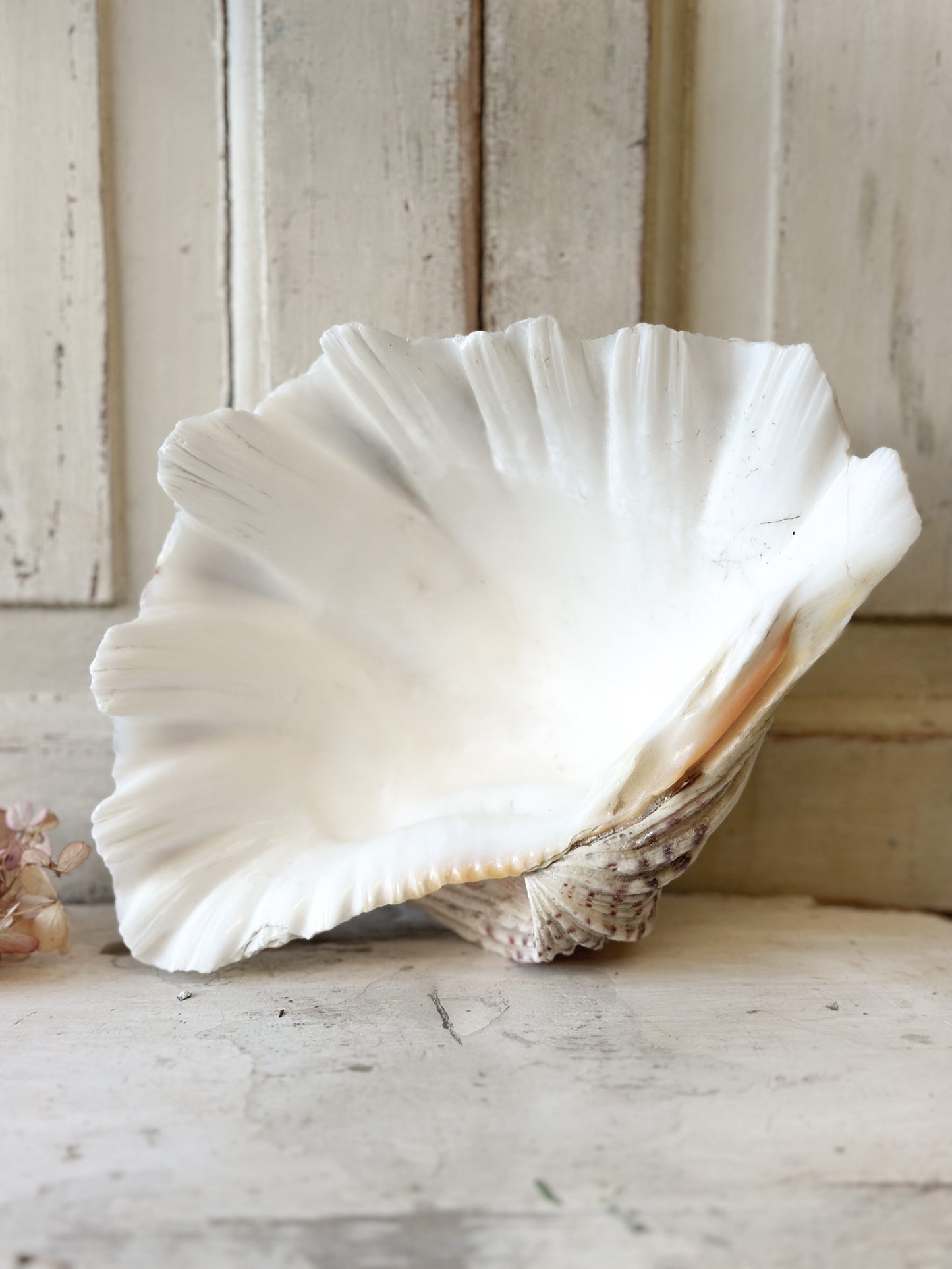 A fabulous vintage giant clam shell