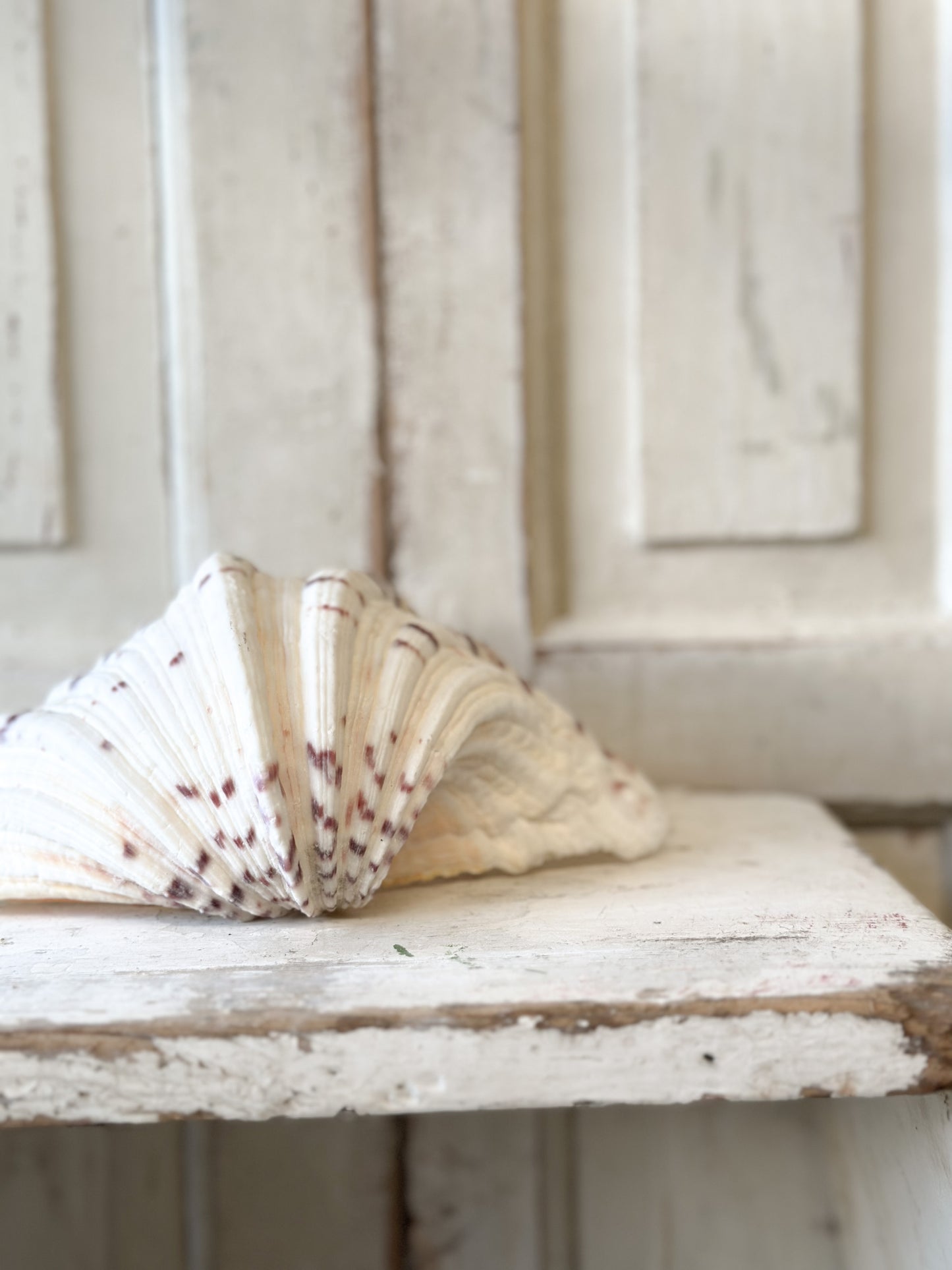 A fabulous vintage giant clam shell
