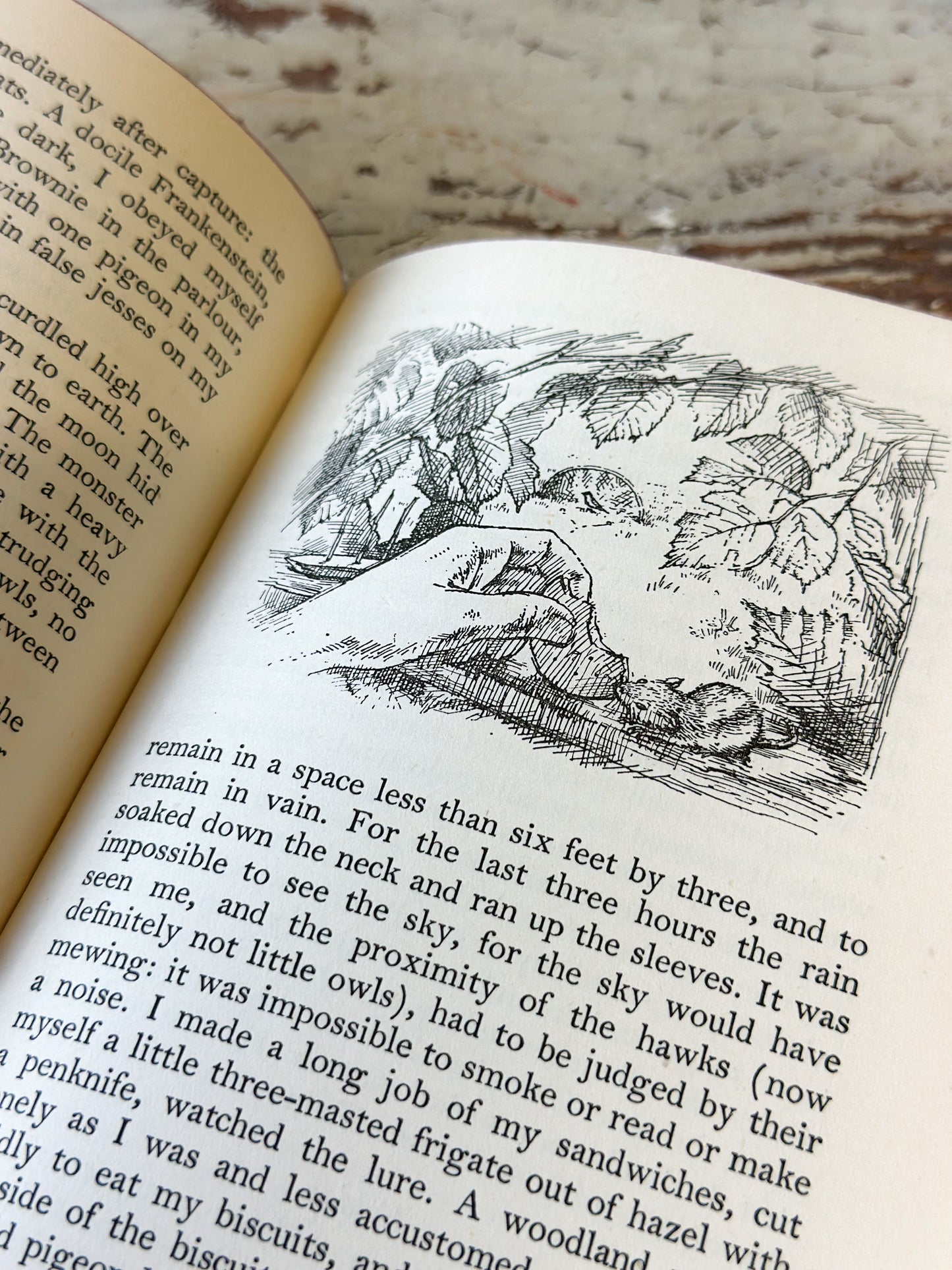 Vintage book “The Goshawk” by T.H. White, Jonathan Cape, London 1953