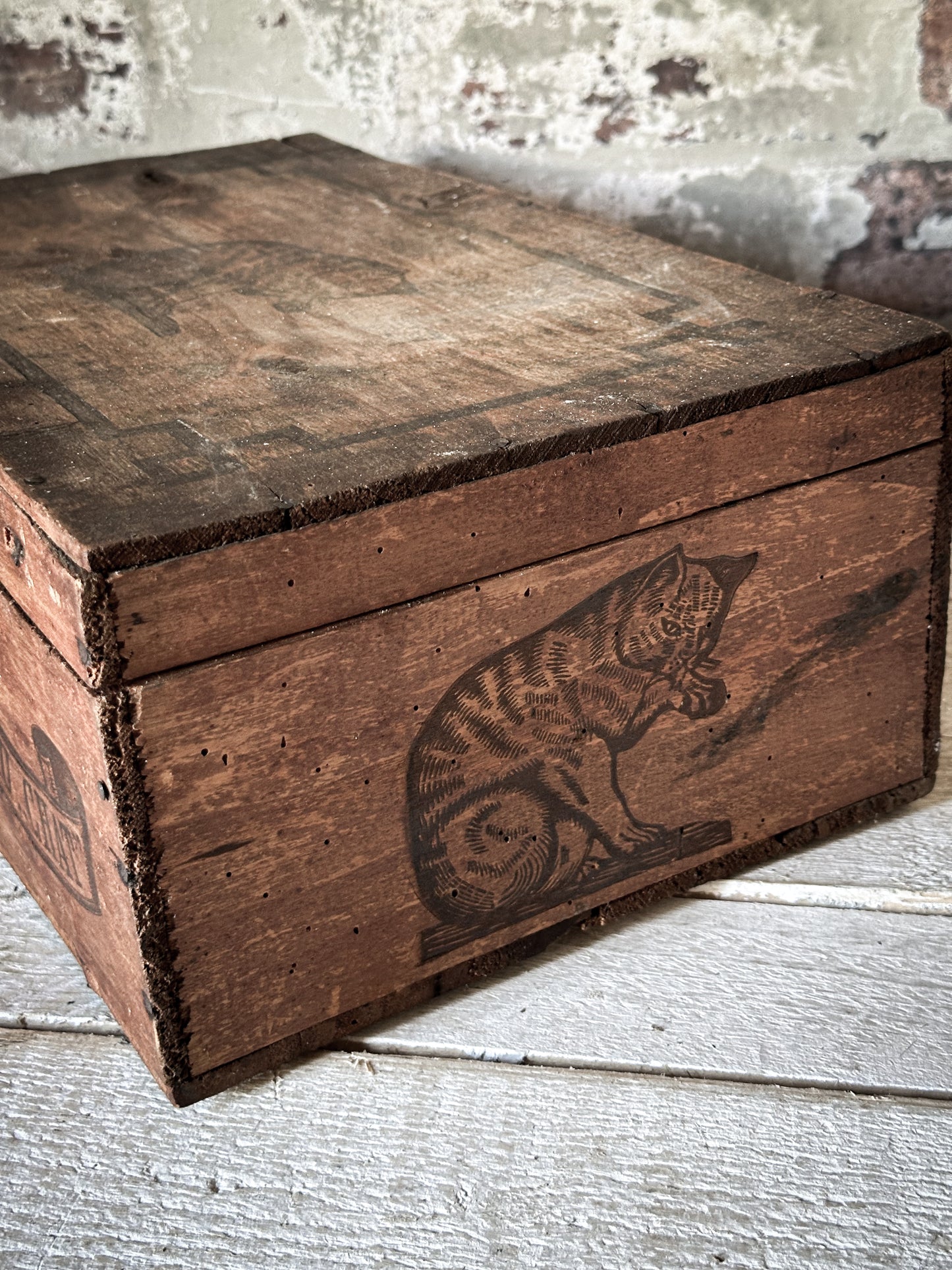 Amidon Au Chat Diplome D’ Honneur Shop Counter Box