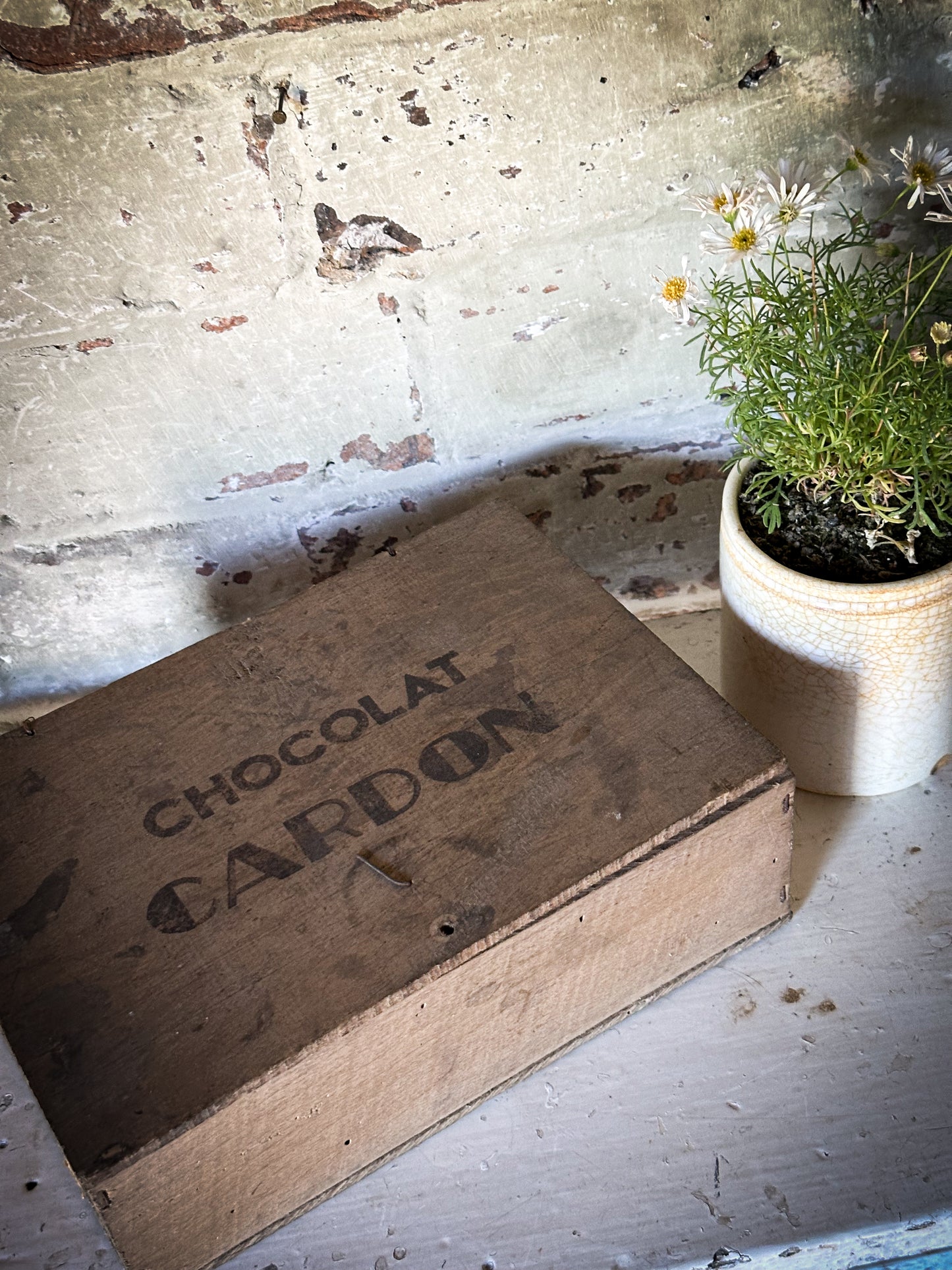 Chocolat Cardon Antique French Shop Counter box