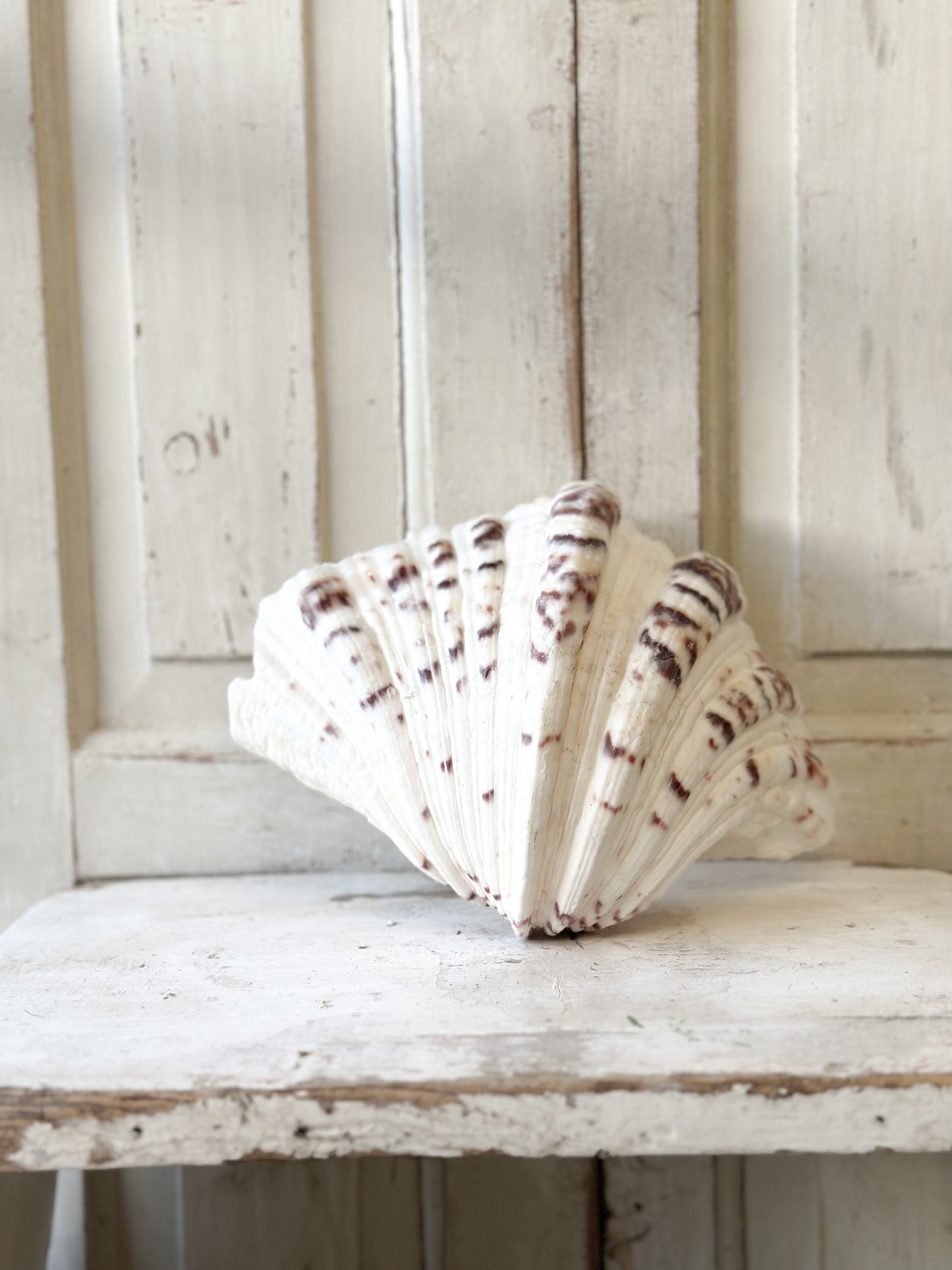 A fabulous vintage giant clam shell