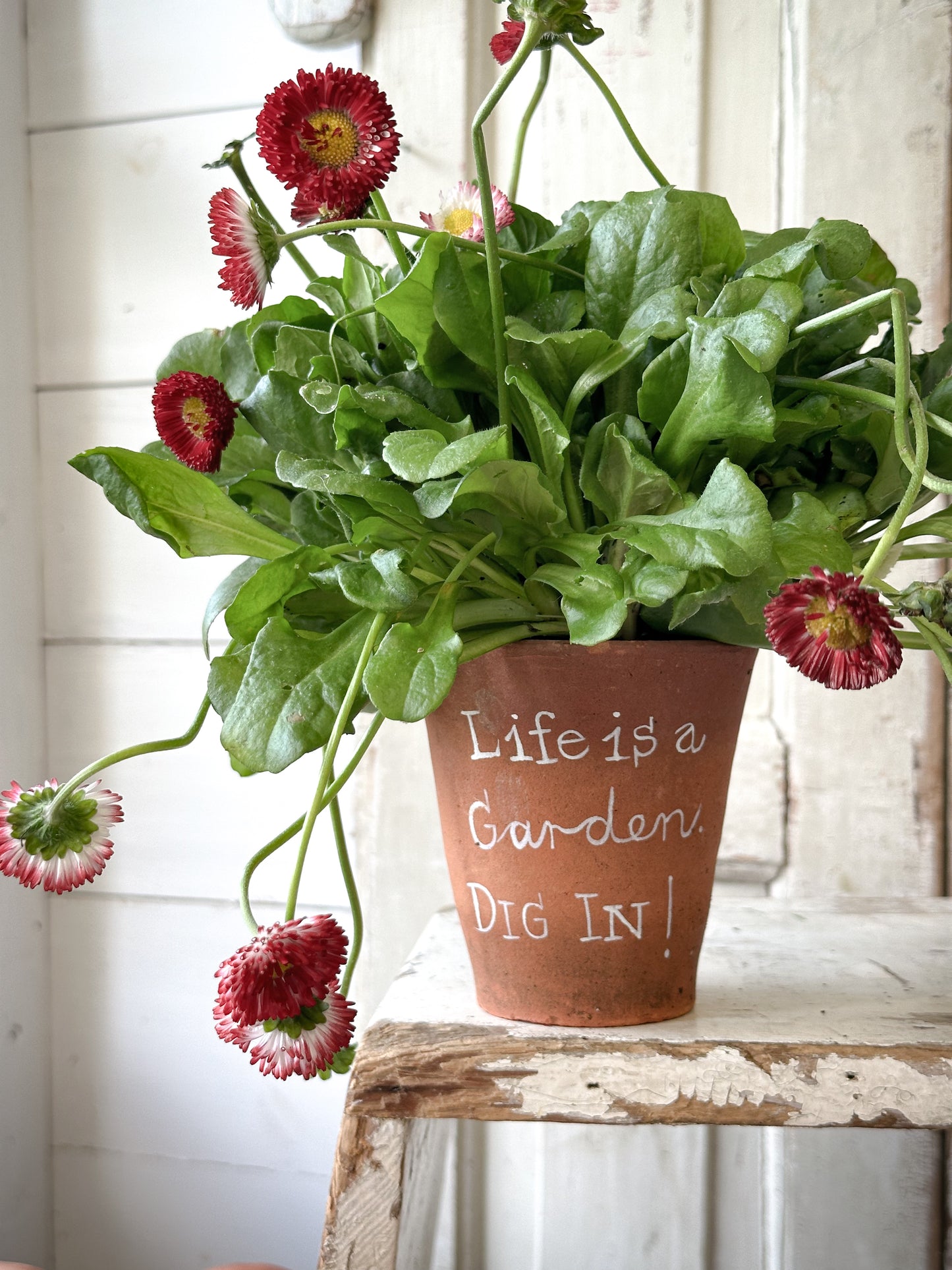 A Victorian terracotta pot with a quote “Life is a Garden”