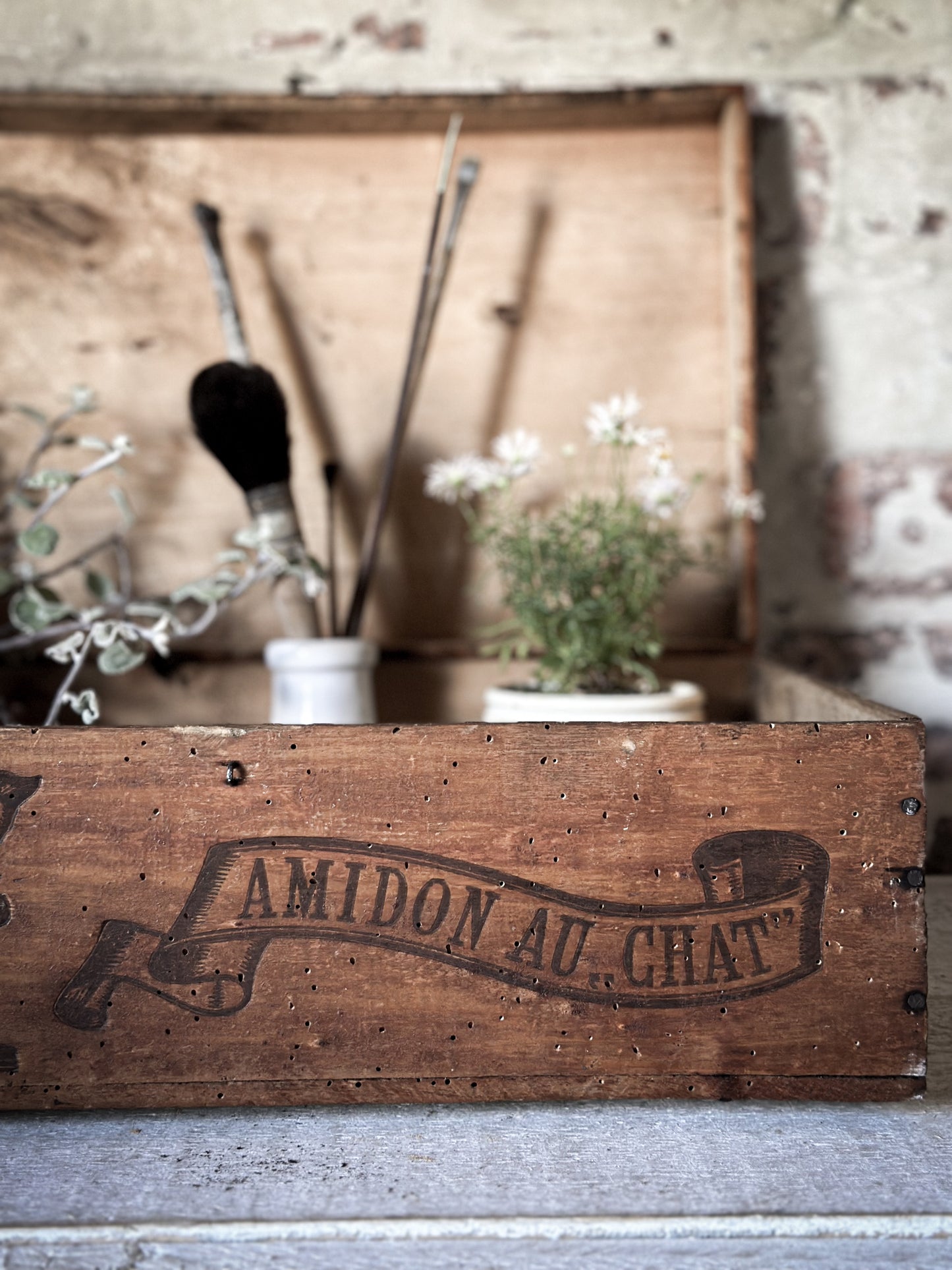 Amidon Au Chat Diplome D’ Honneur Shop Counter Box