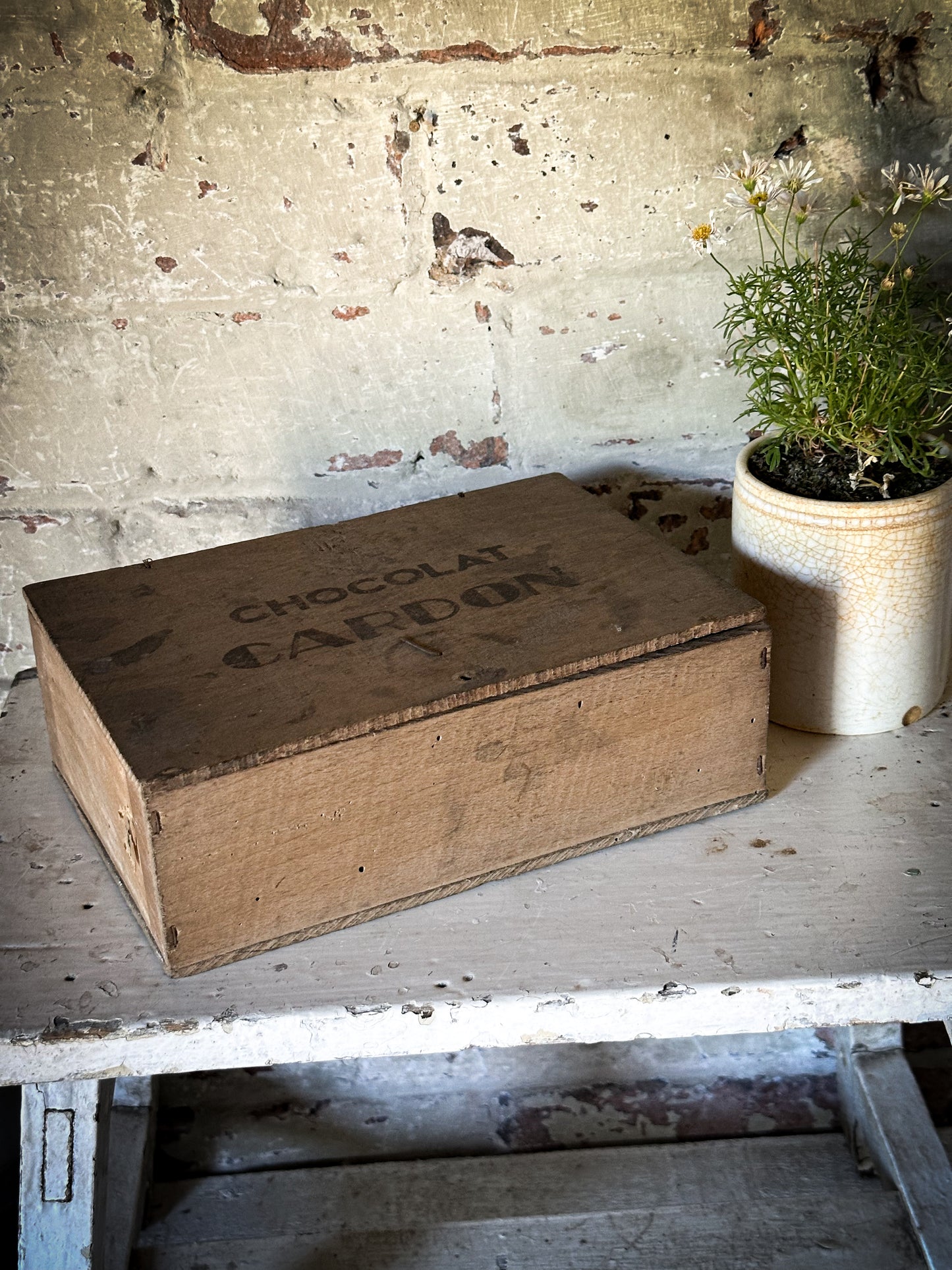 Chocolat Cardon Antique French Shop Counter box