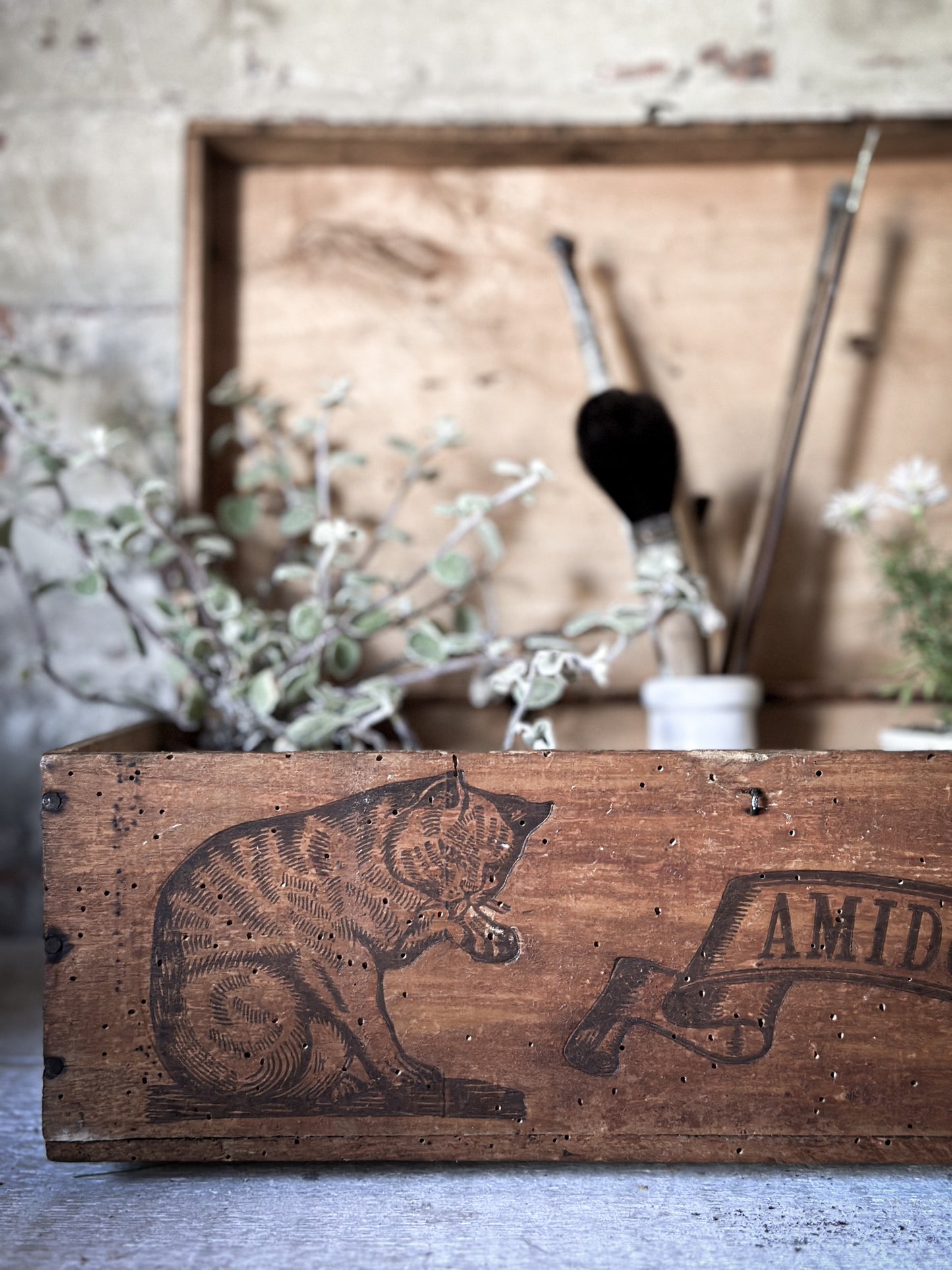 Amidon Au Chat Diplome D’ Honneur Shop Counter Box