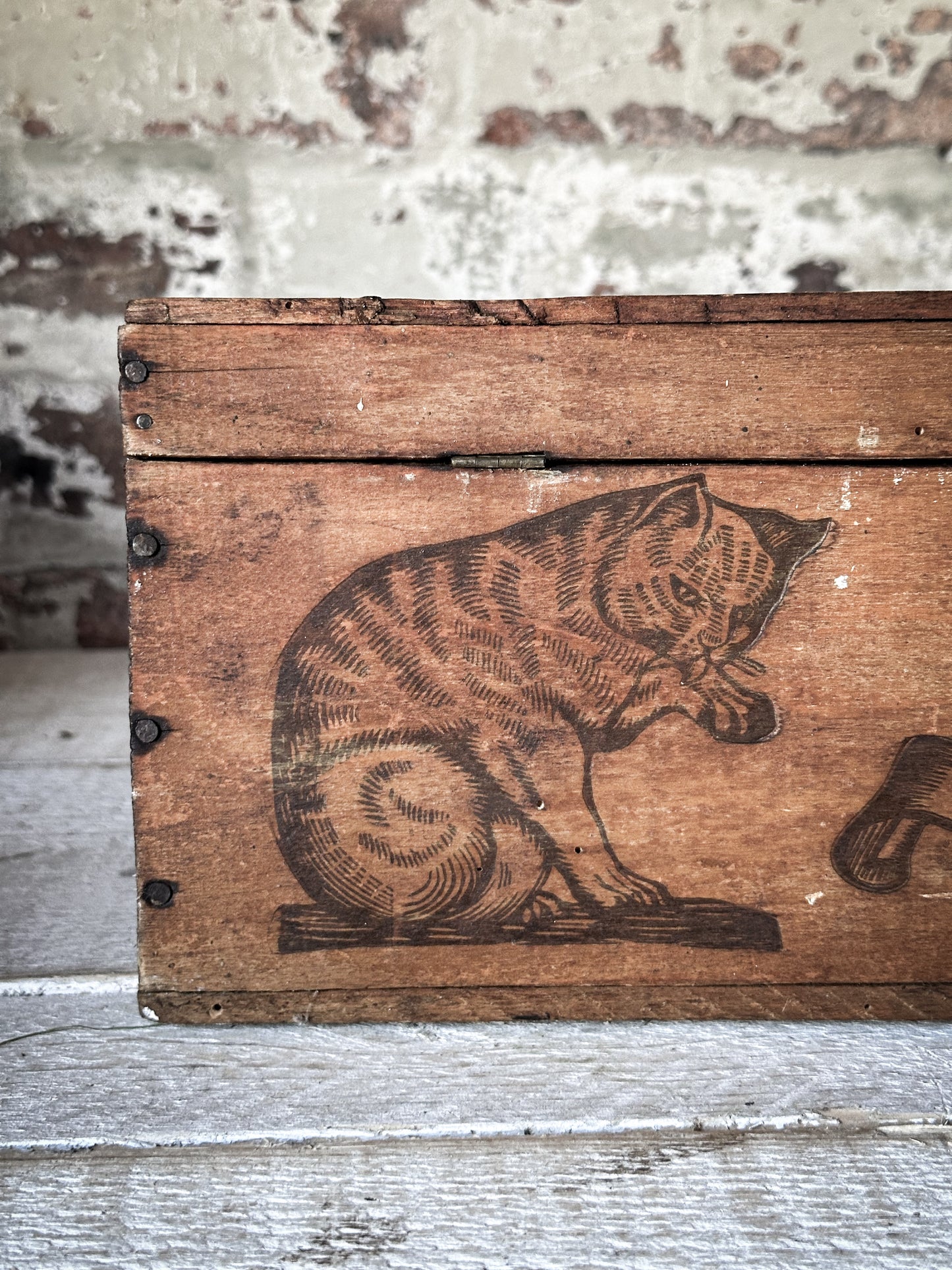 Amidon Au Chat Diplome D’ Honneur Shop Counter Box