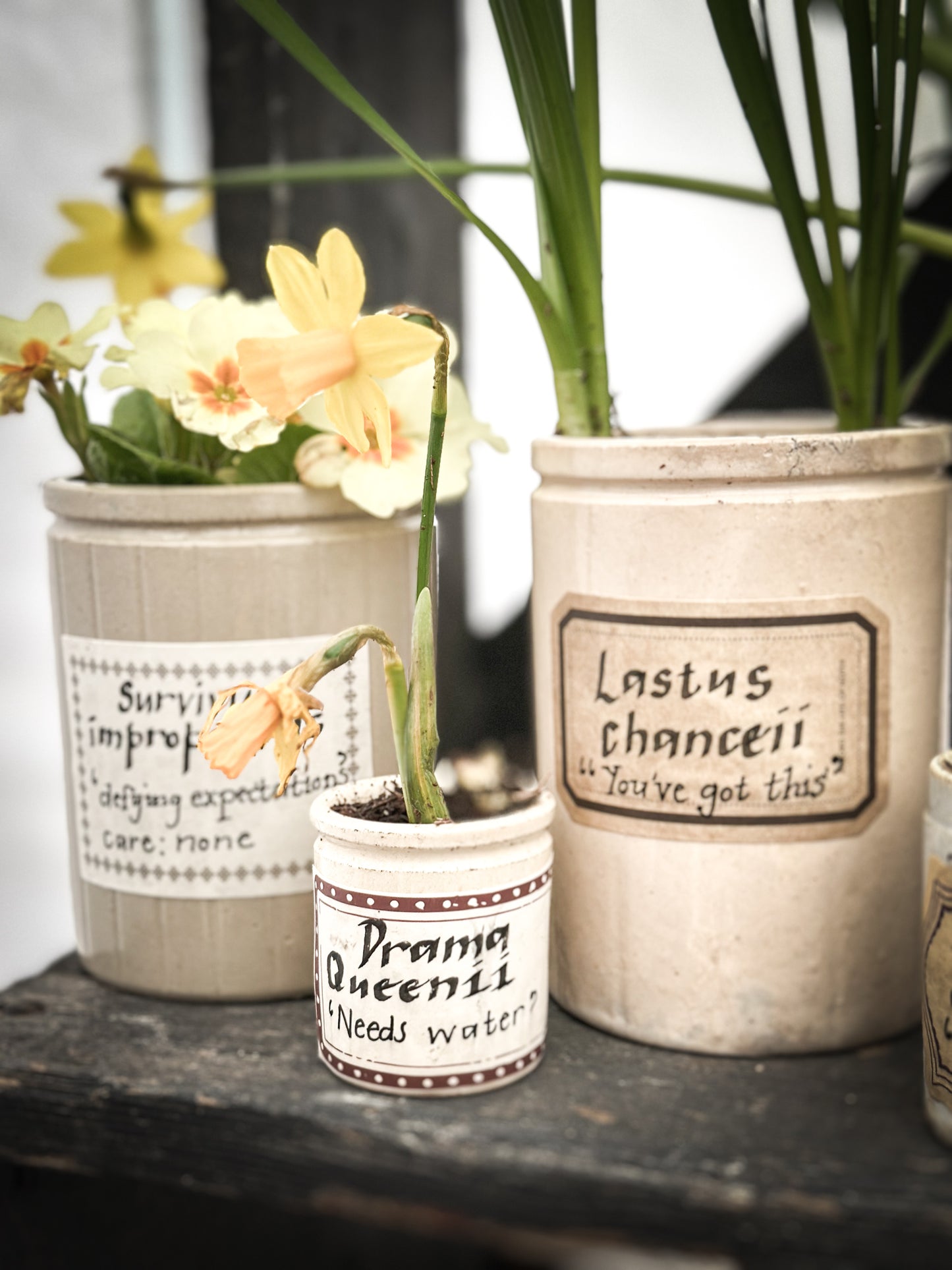 The Hopeful Gardener™ Specimen Pot