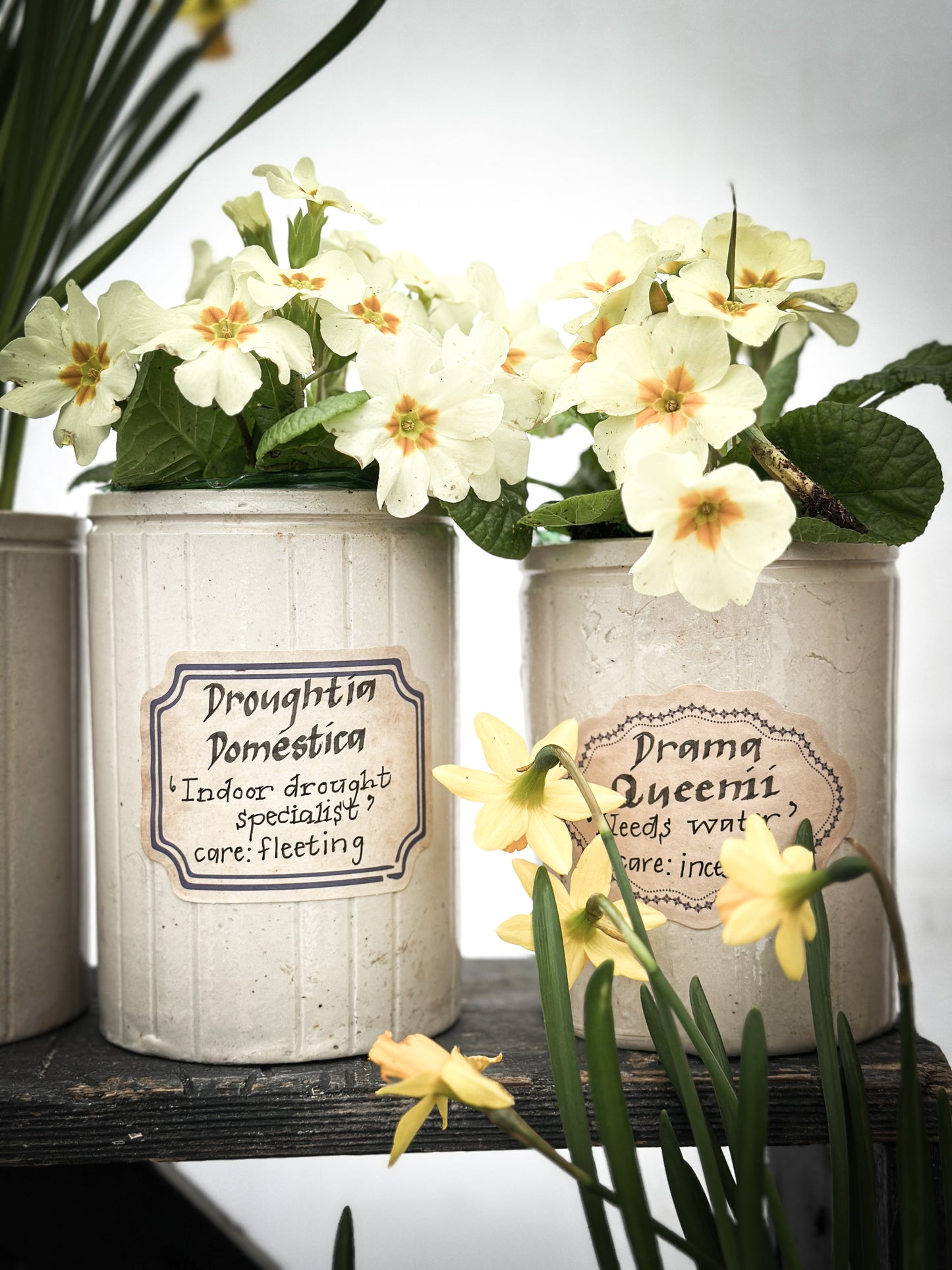 The Hopeful Gardener™ Specimen Pot “