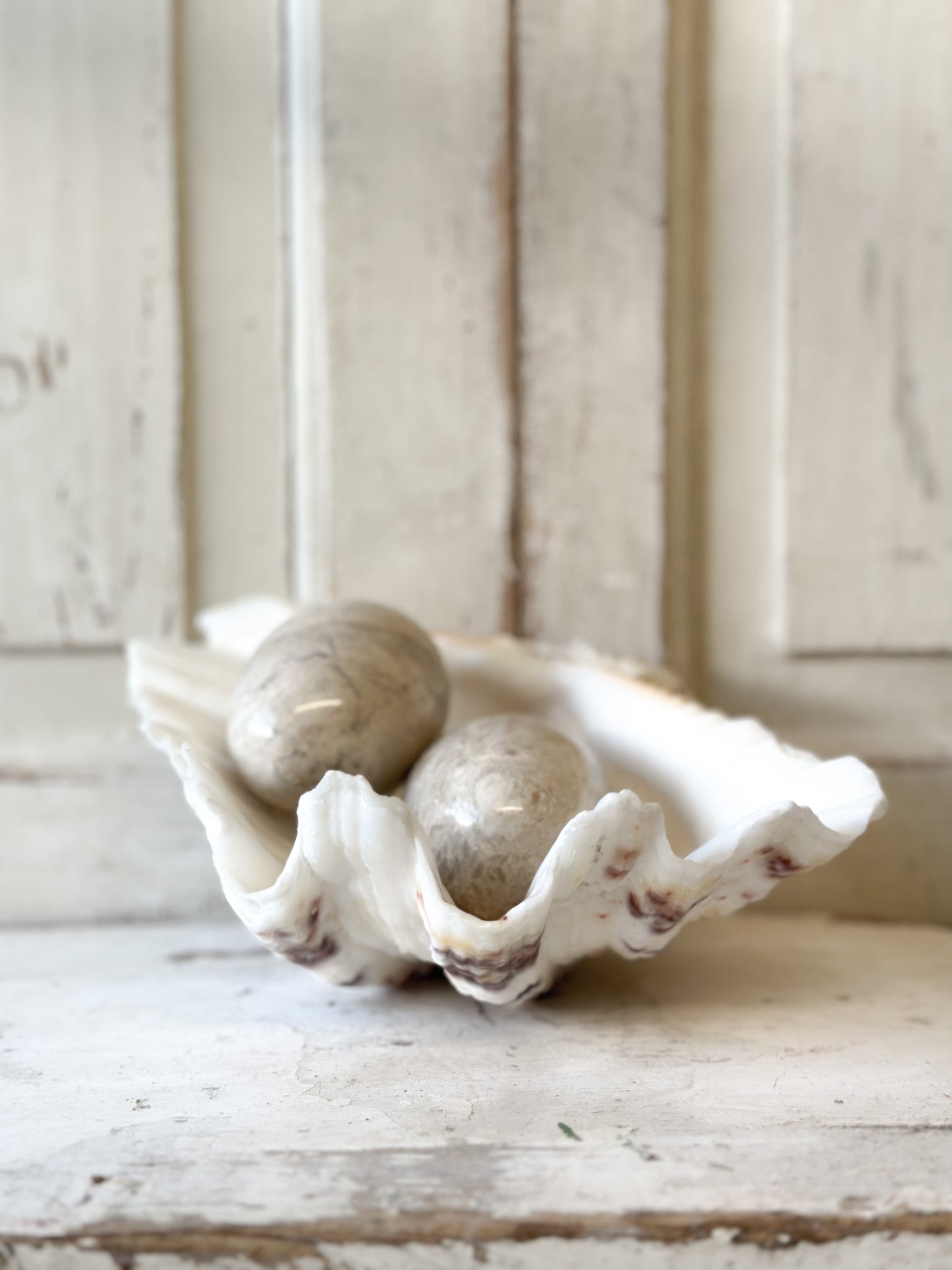 A fabulous vintage giant clam shell