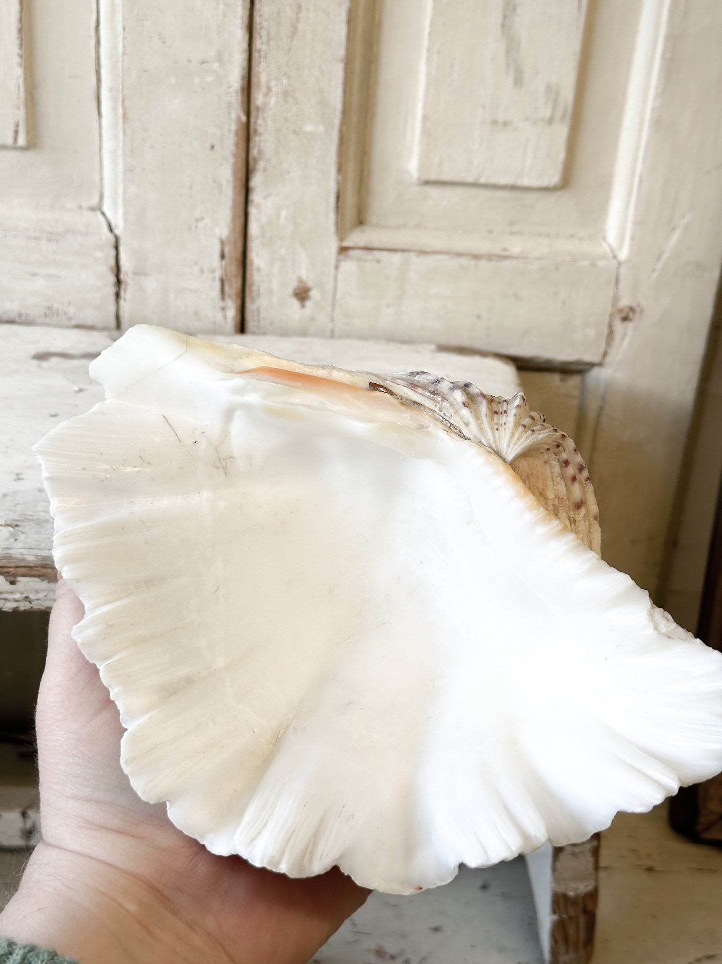 A fabulous vintage giant clam shell