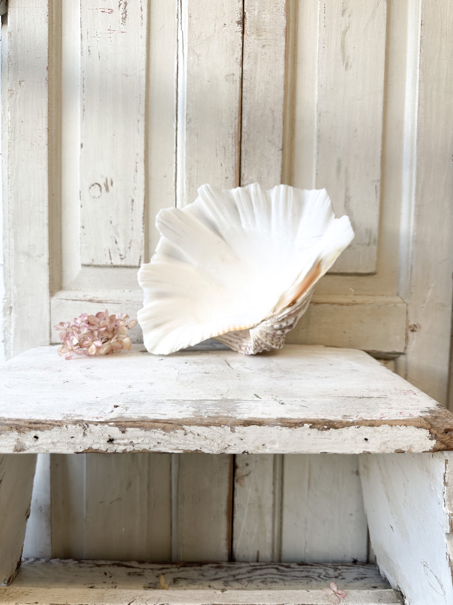A fabulous vintage giant clam shell