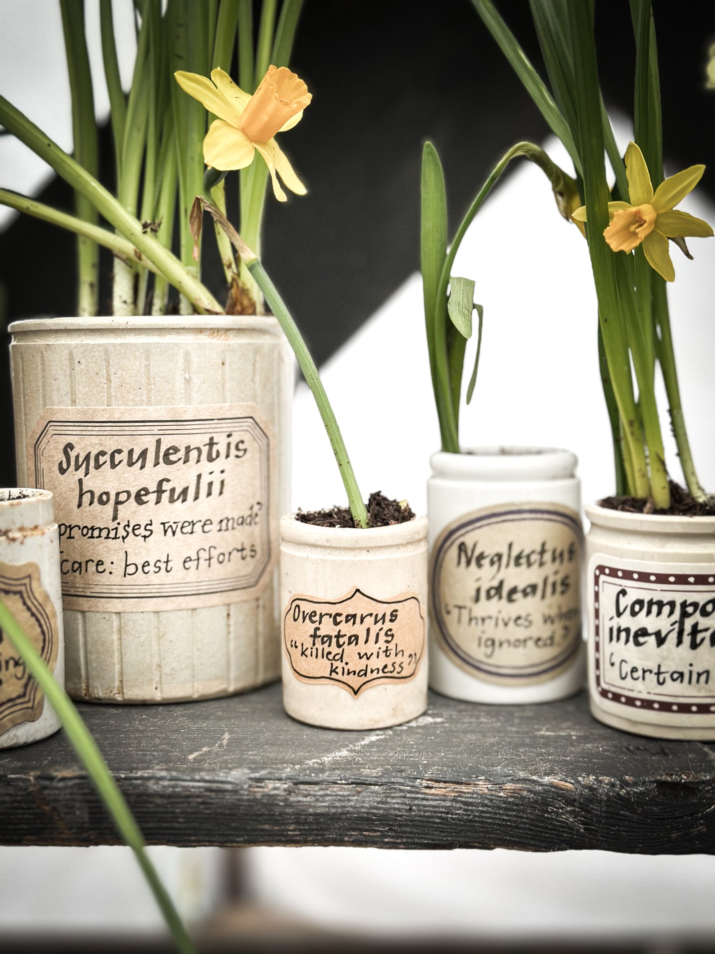 The Hopeful Gardener Specimen Pot