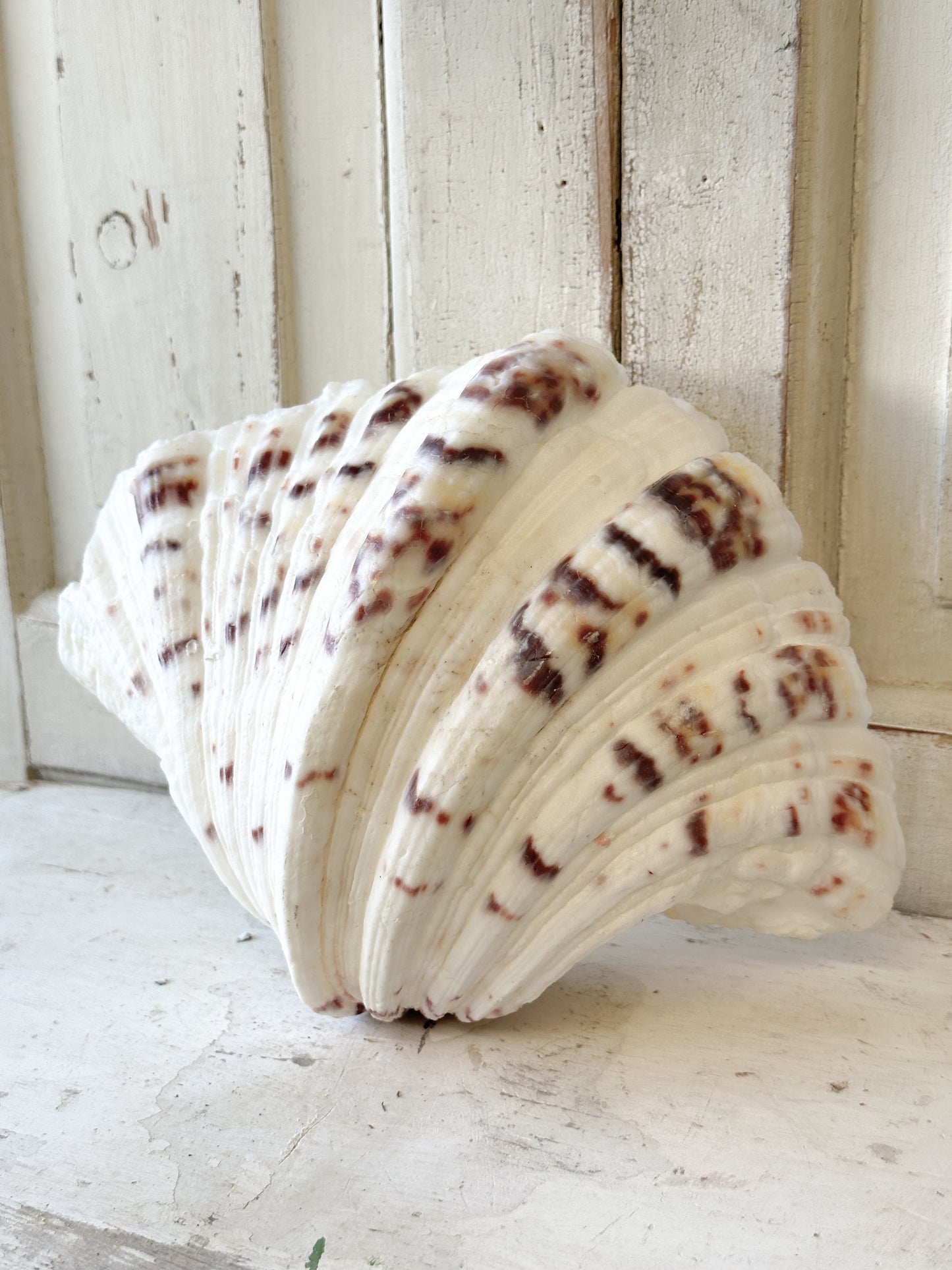 A fabulous vintage giant clam shell