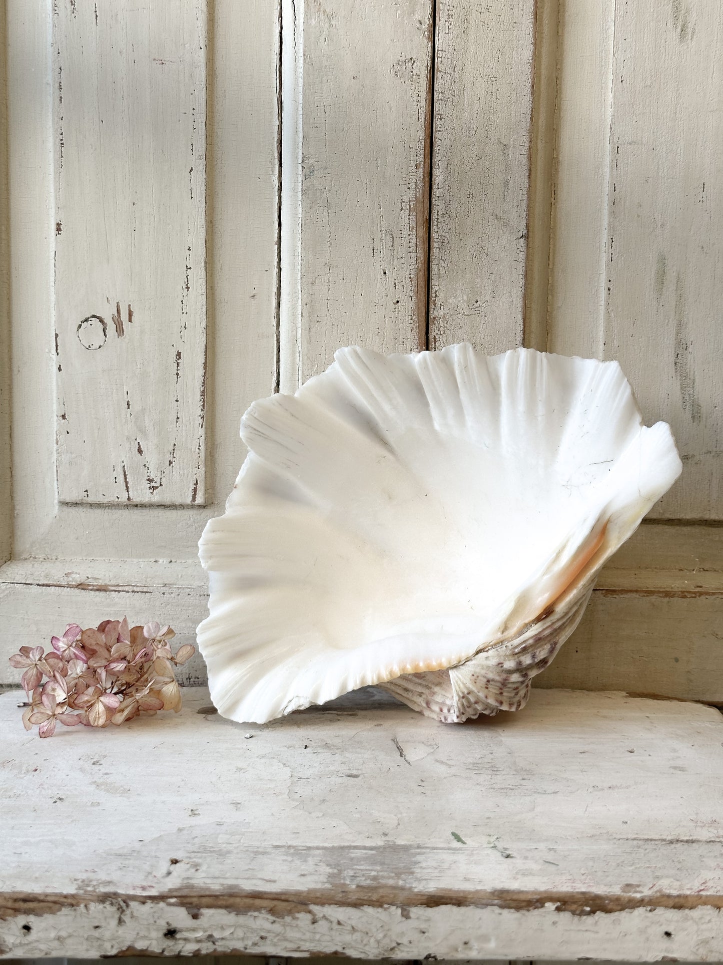 A fabulous vintage giant clam shell
