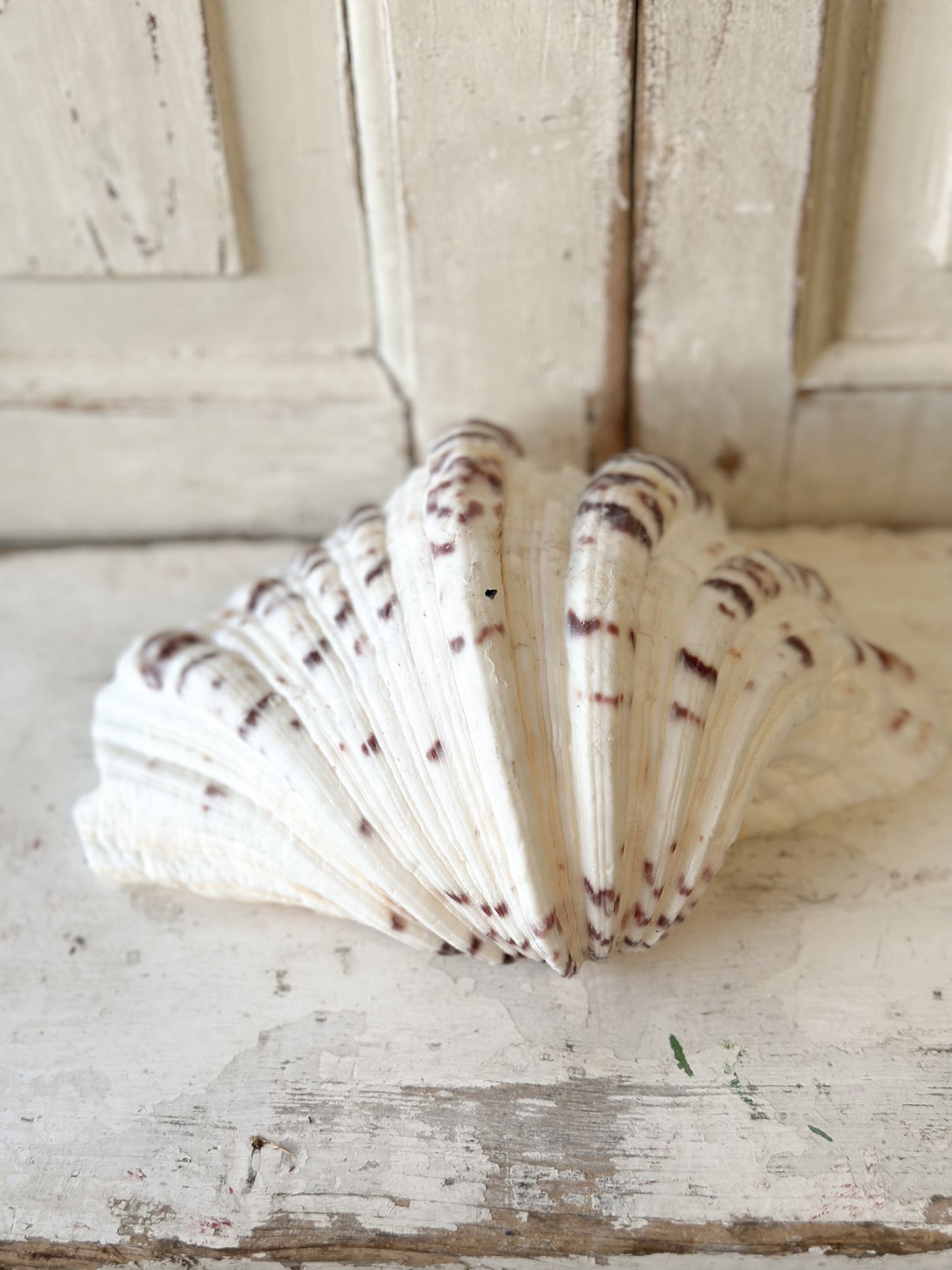 A fabulous vintage giant clam shell