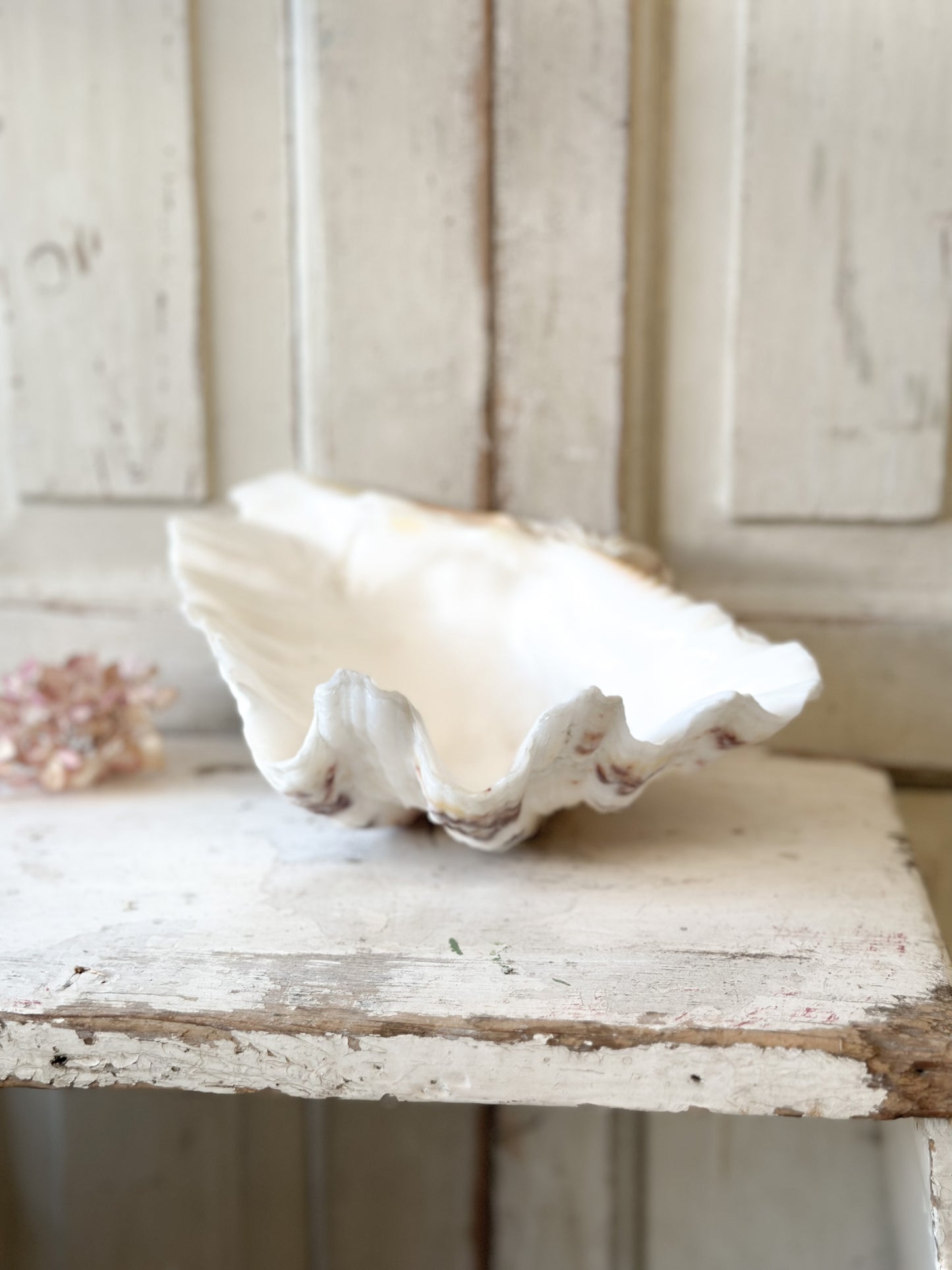 A fabulous vintage giant clam shell
