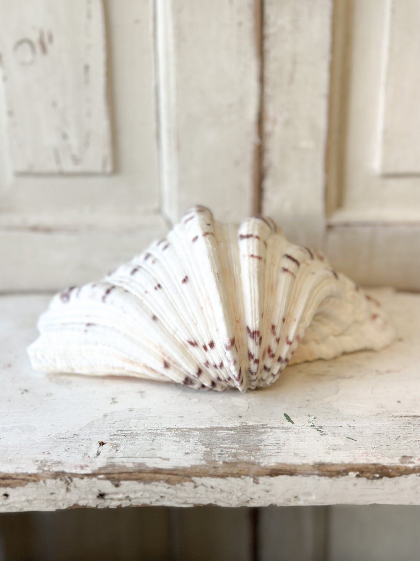 A fabulous vintage giant clam shell