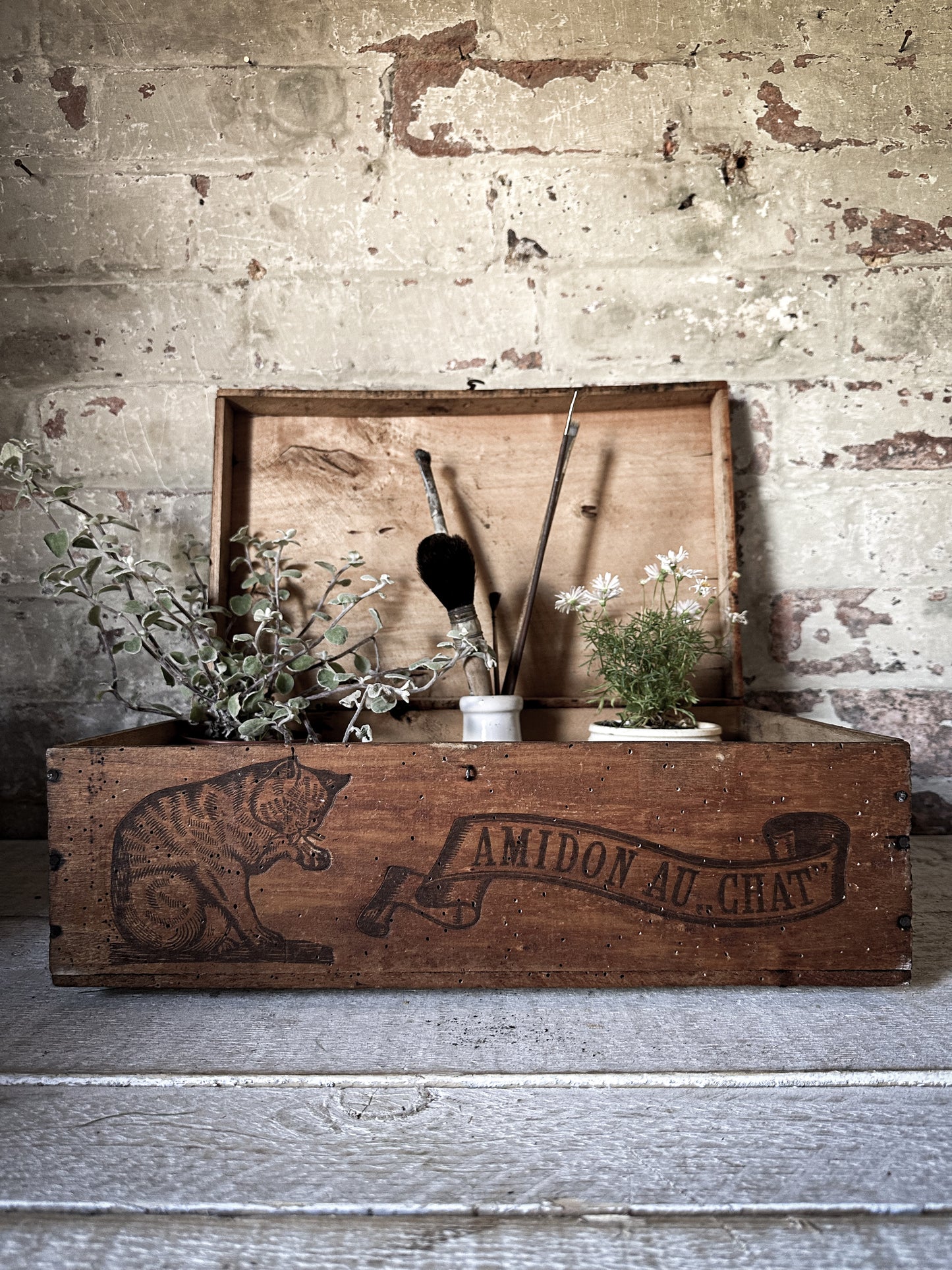 Amidon Au Chat Diplome D’ Honneur Shop Counter Box