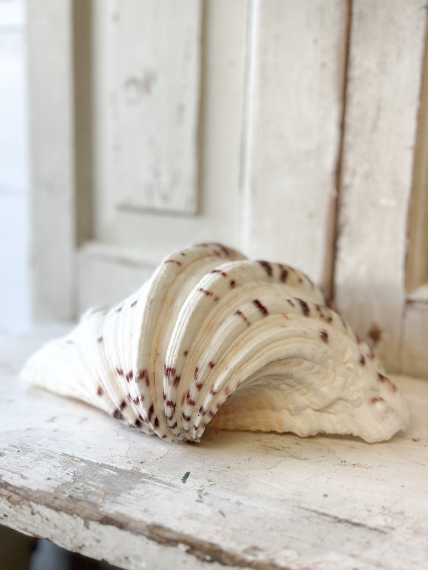 A fabulous vintage giant clam shell