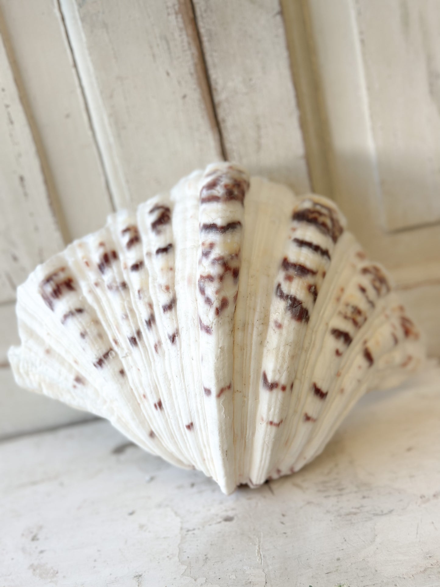 A fabulous vintage giant clam shell