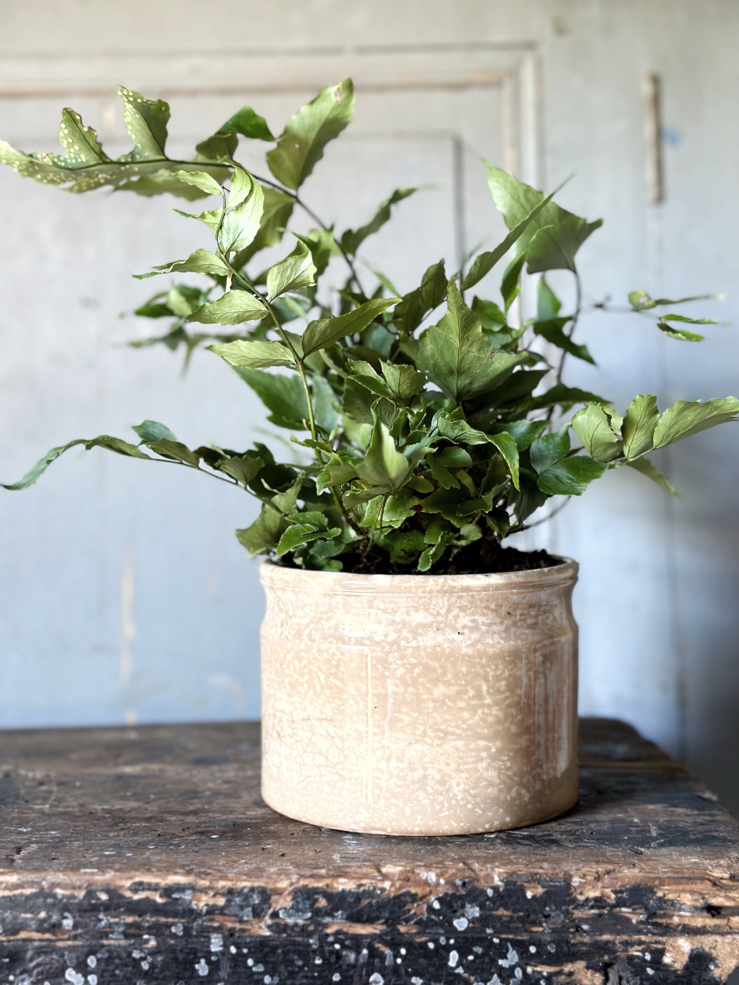 Lovely French pottery pot