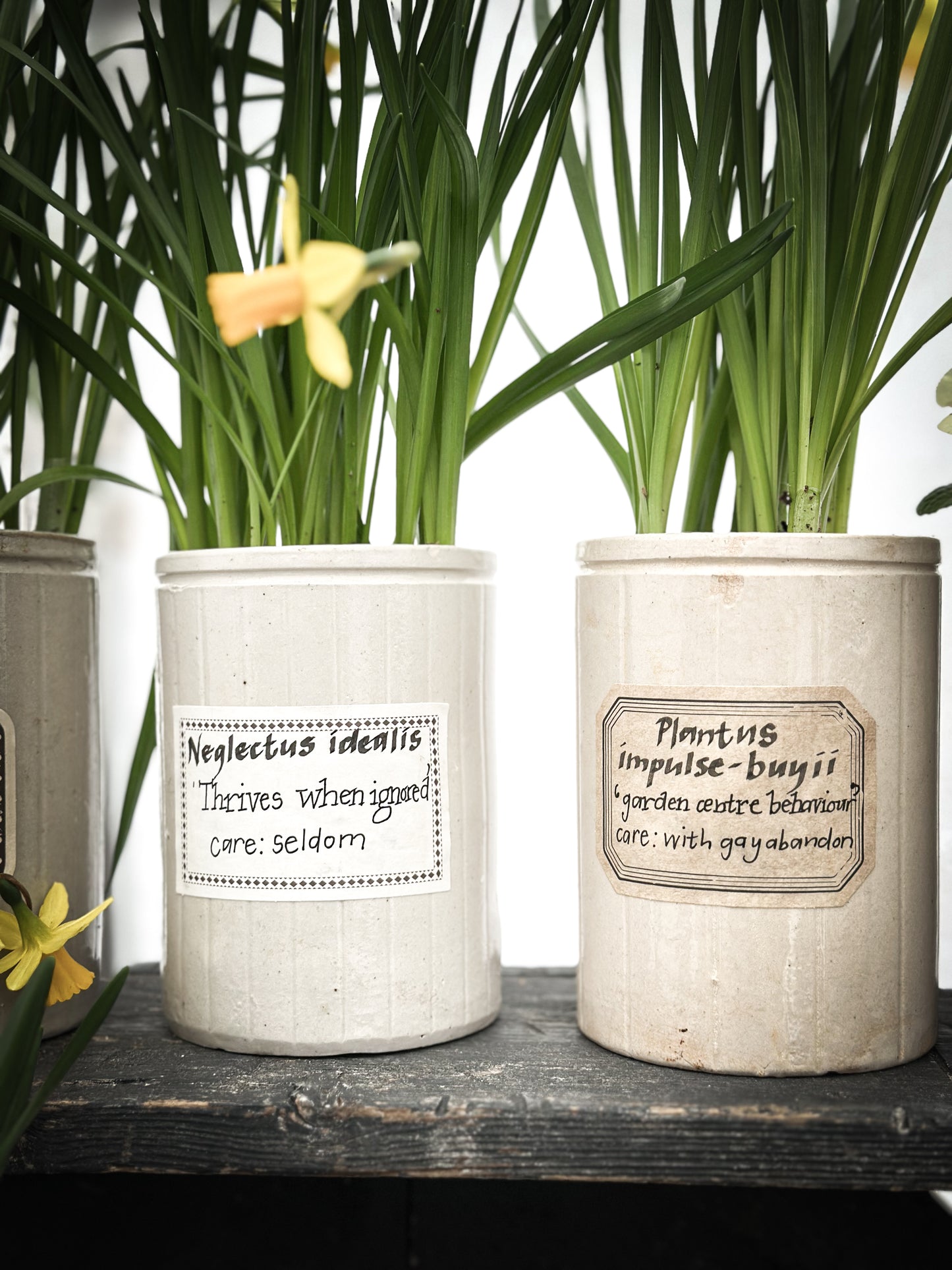 The Hopeful Gardener™ Specimen Pot