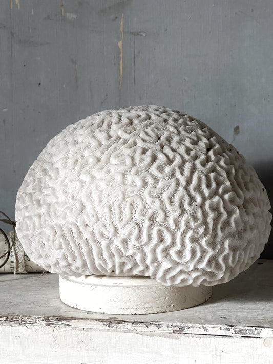 A large vintage University specimen Natural Brain Coral