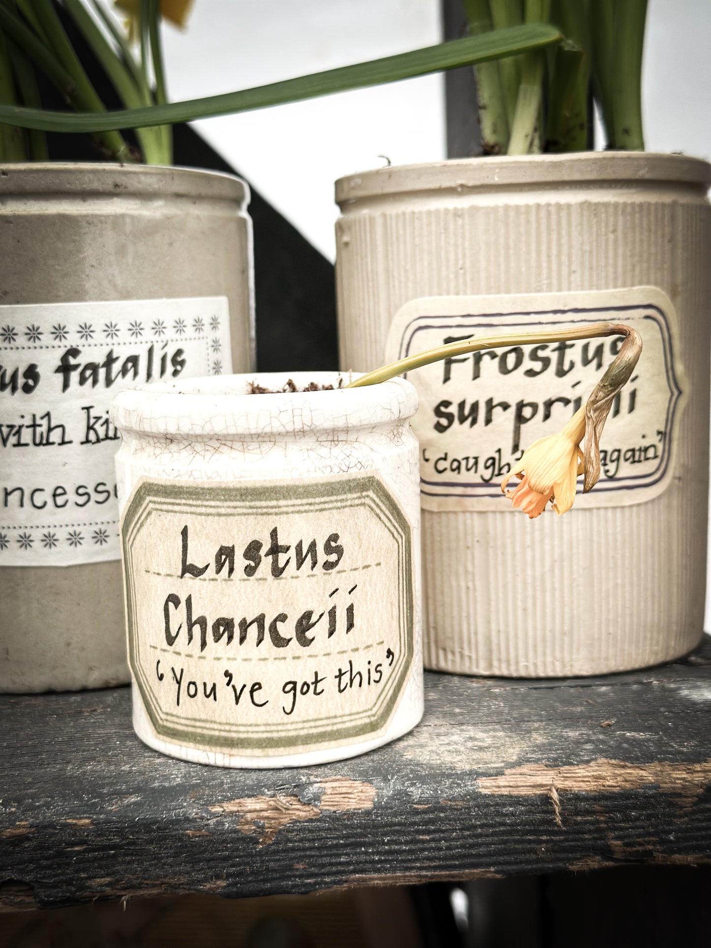 The Hopeful Gardener™ Specimen Pot