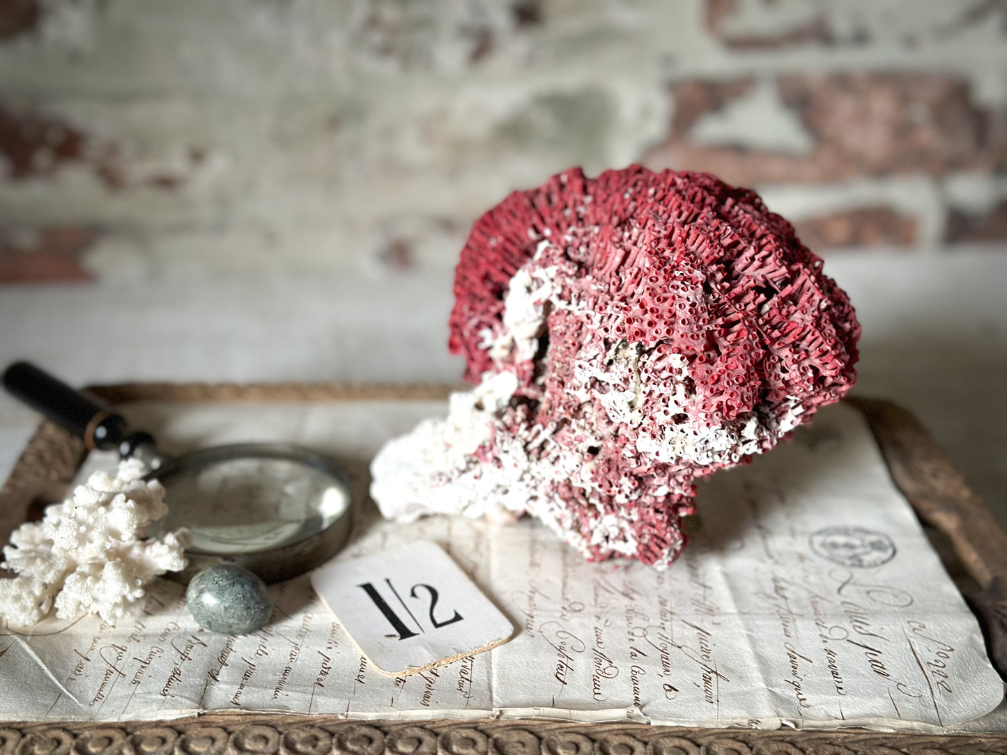 A beautiful large rare piece of natural sea coral in dark pink