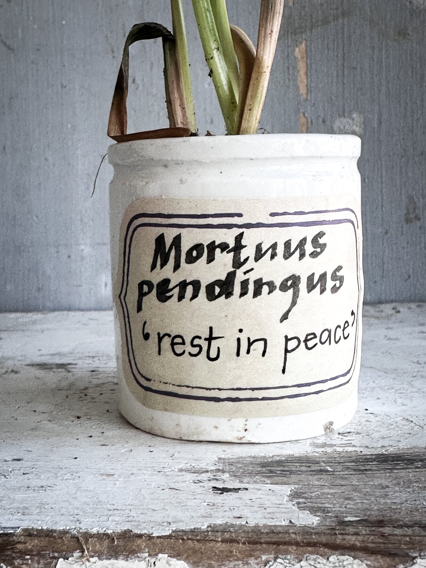 The Hopeful Gardener Specimen Pot
