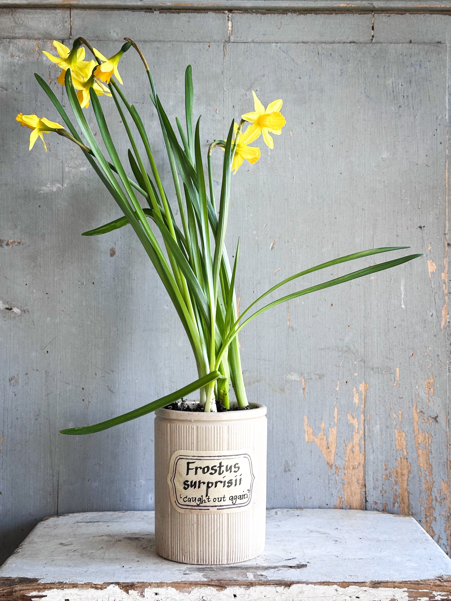 The Hopeful Gardener™ Specimen Pot