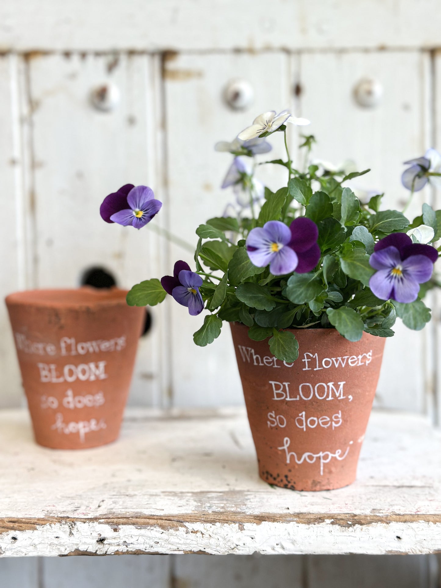 “Where Flowers Bloom” Terracotta Plant Pot