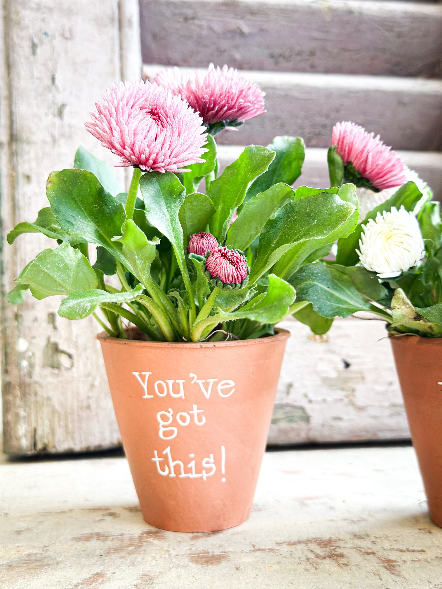 “You’ve Got This”  Mini Terracotta Plant Pot
