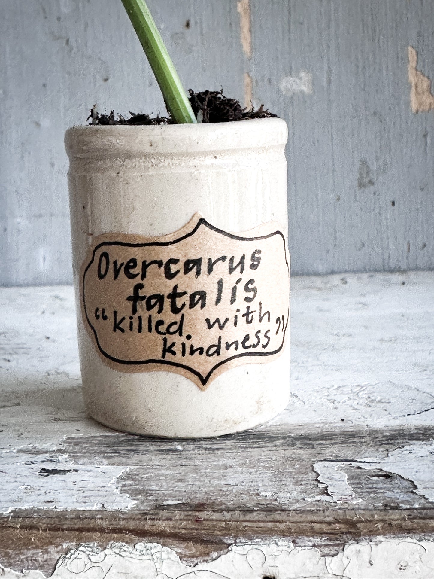 The Hopeful Gardener™ Specimen Pot