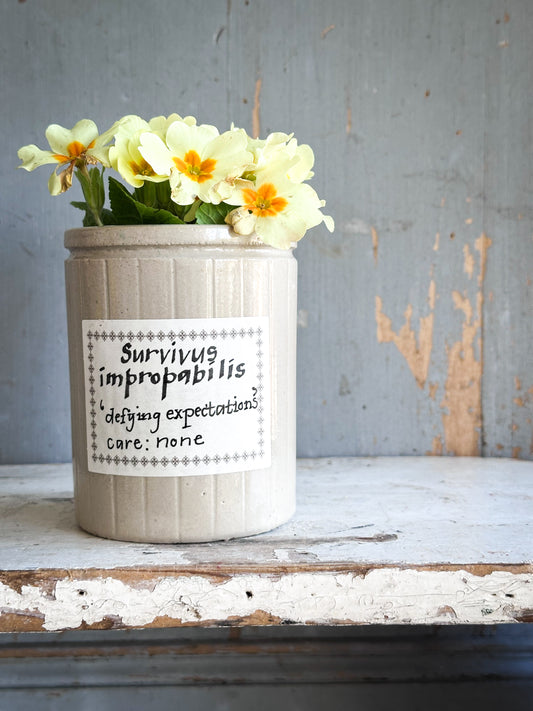 The Hopeful Gardener™ Specimen Pot
