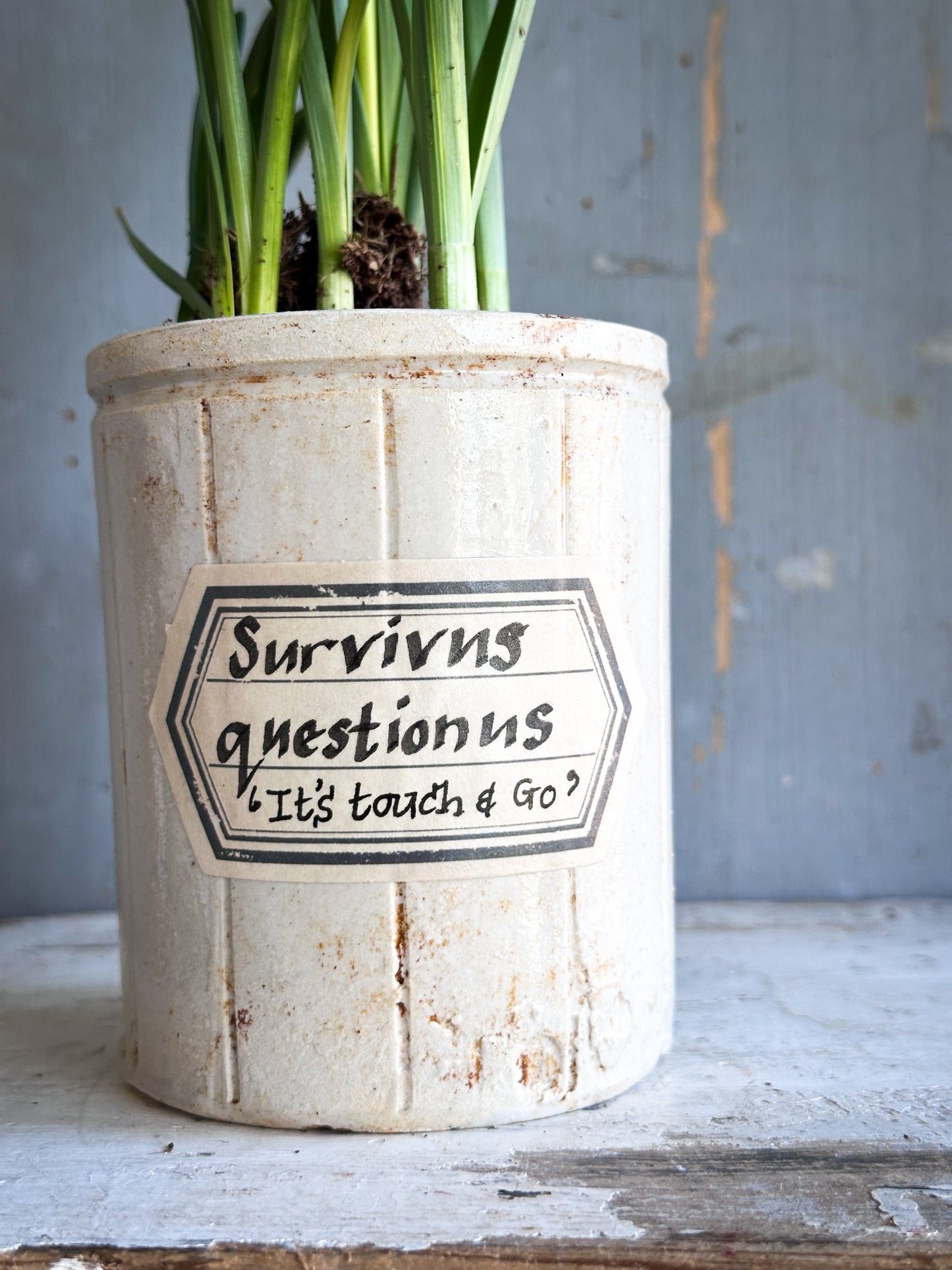 The Hopeful Gardener Specimen Pot