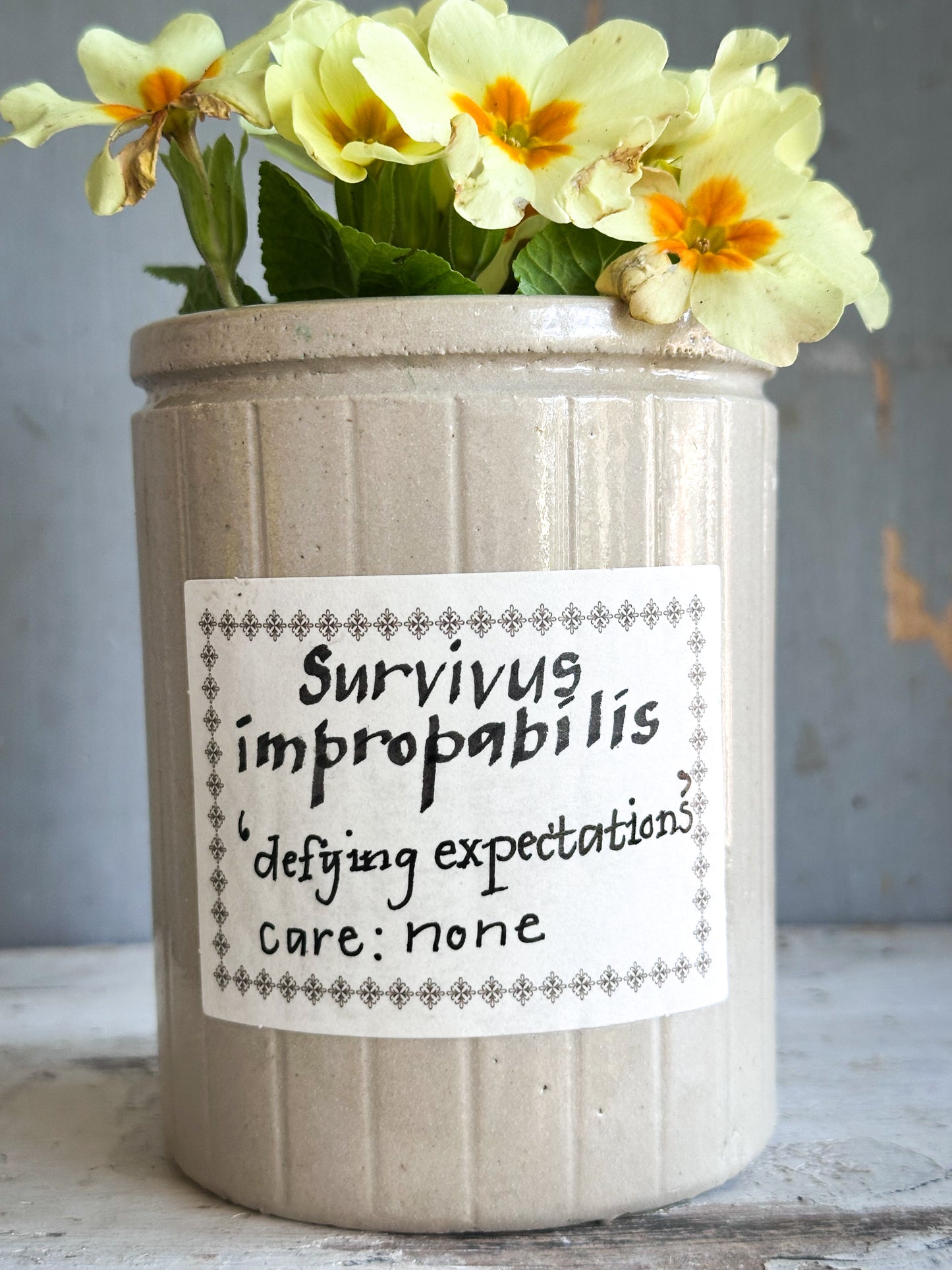 The Hopeful Gardener™ Specimen Pot