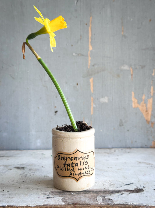 The Hopeful Gardener™ Specimen Pot