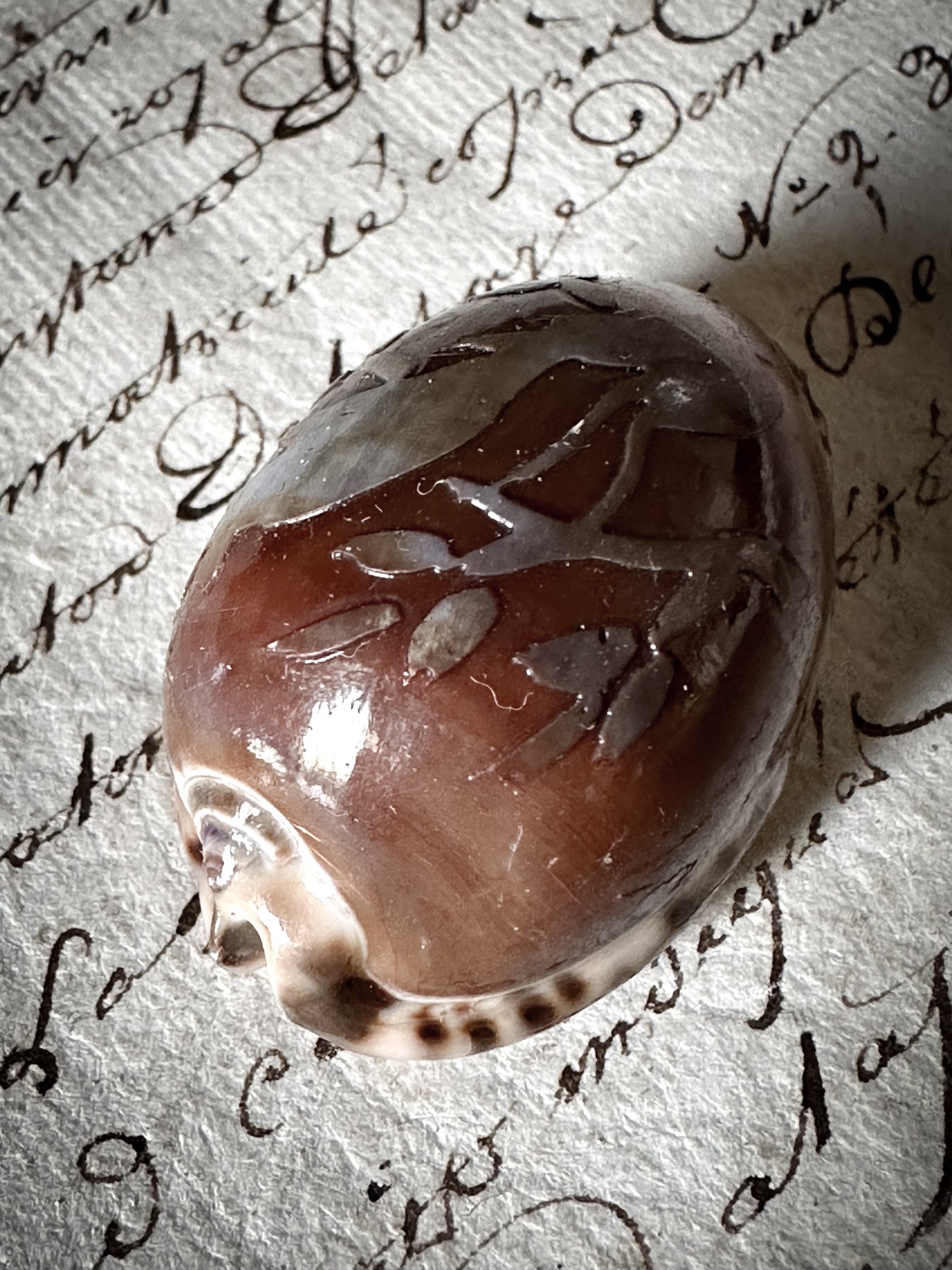 Vintage Carved Cowry Shell