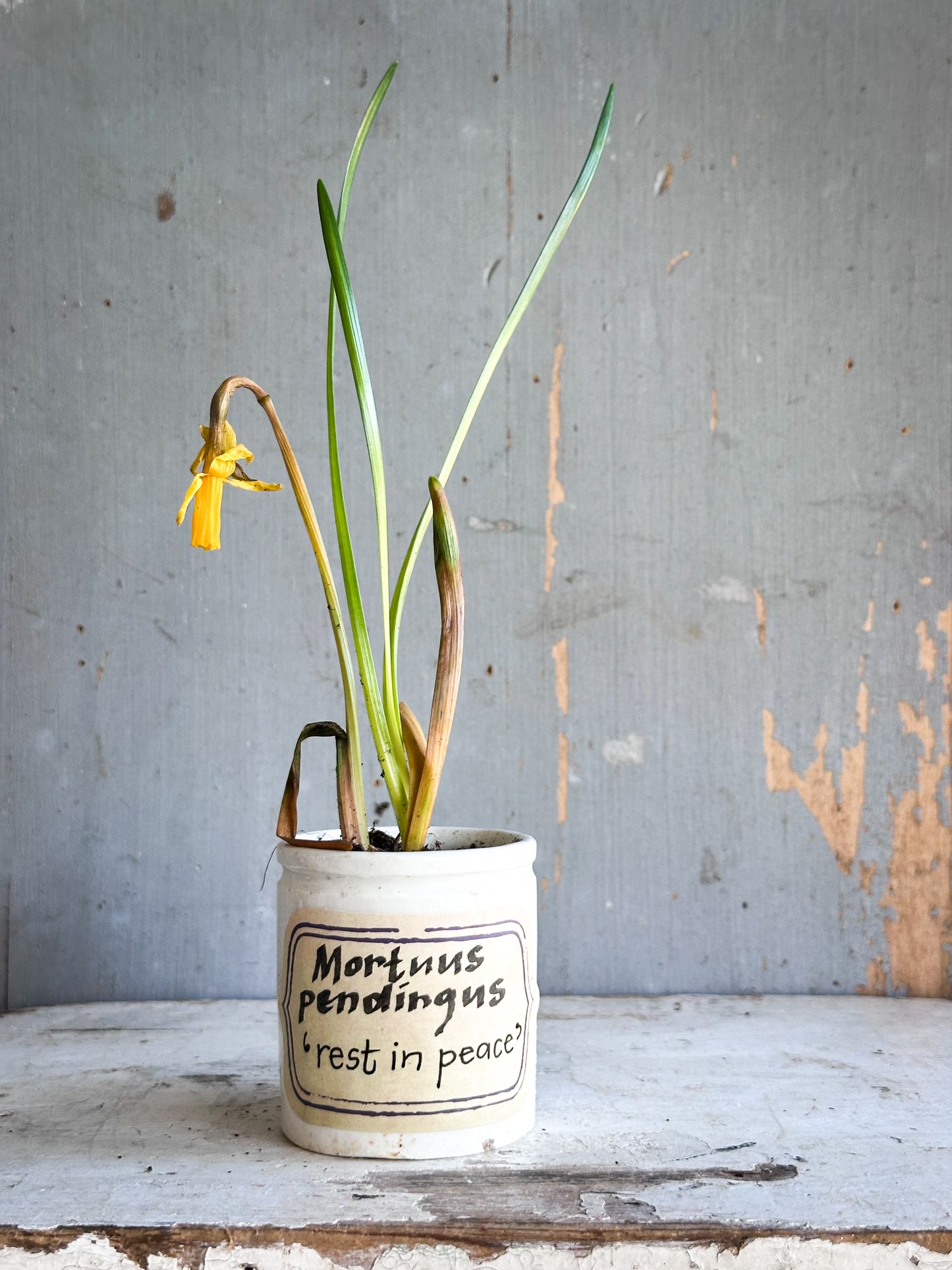 The Hopeful Gardener Specimen Pot