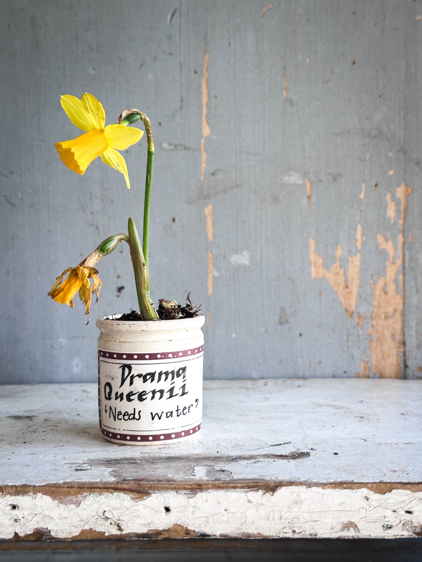 The Hopeful Gardener™ Specimen Pot