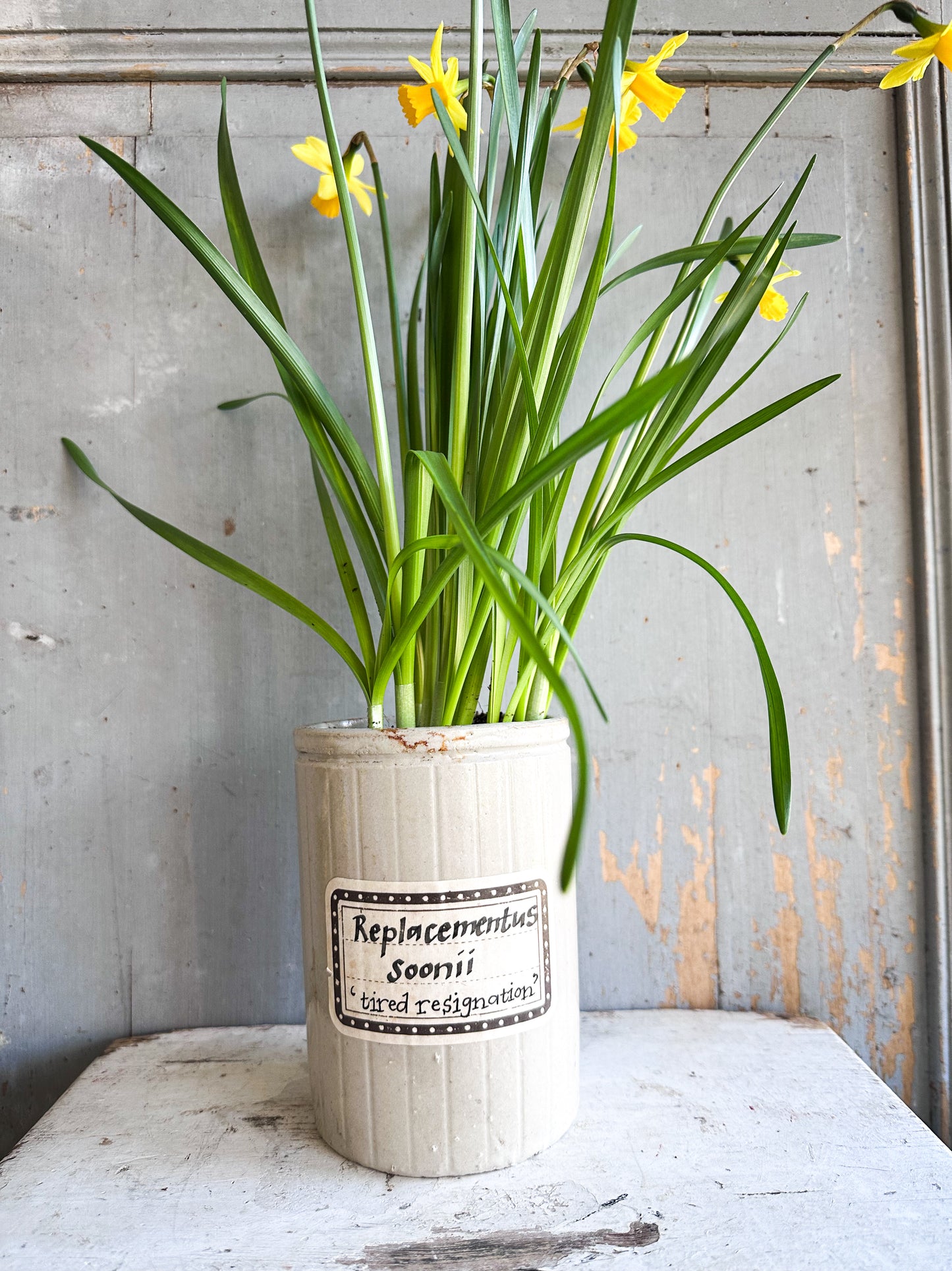 The Hopeful Gardener™ Specimen Pot