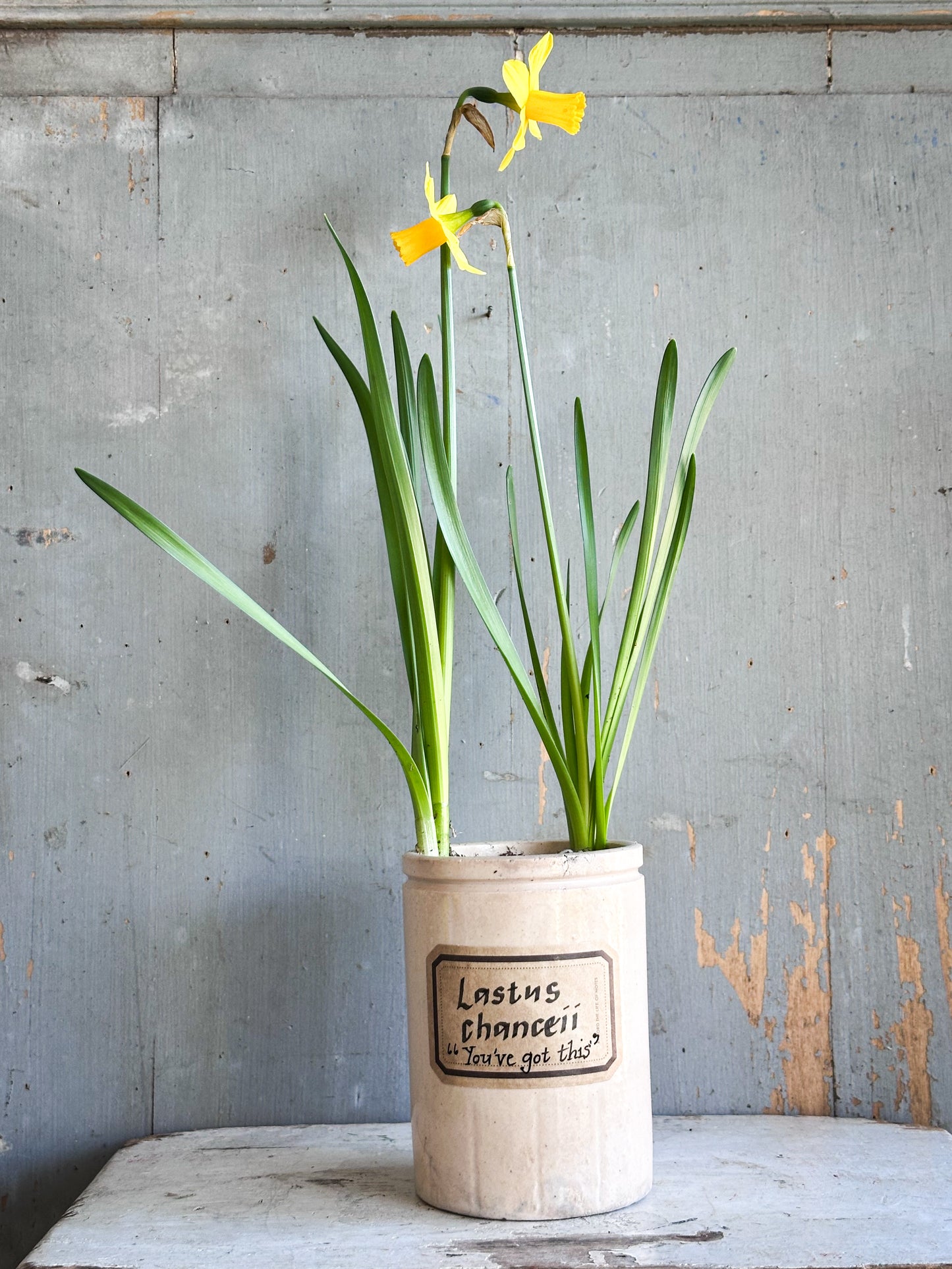 The Hopeful Gardener™ Specimen Pot “