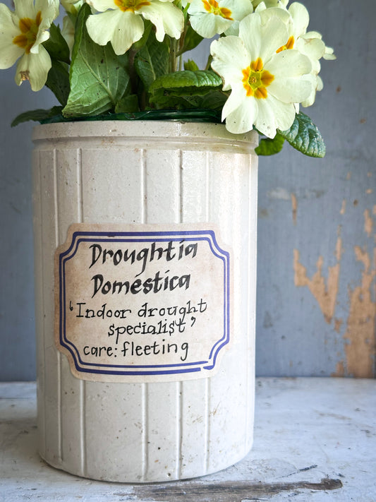 The Hopeful Gardener™ Specimen Pot “