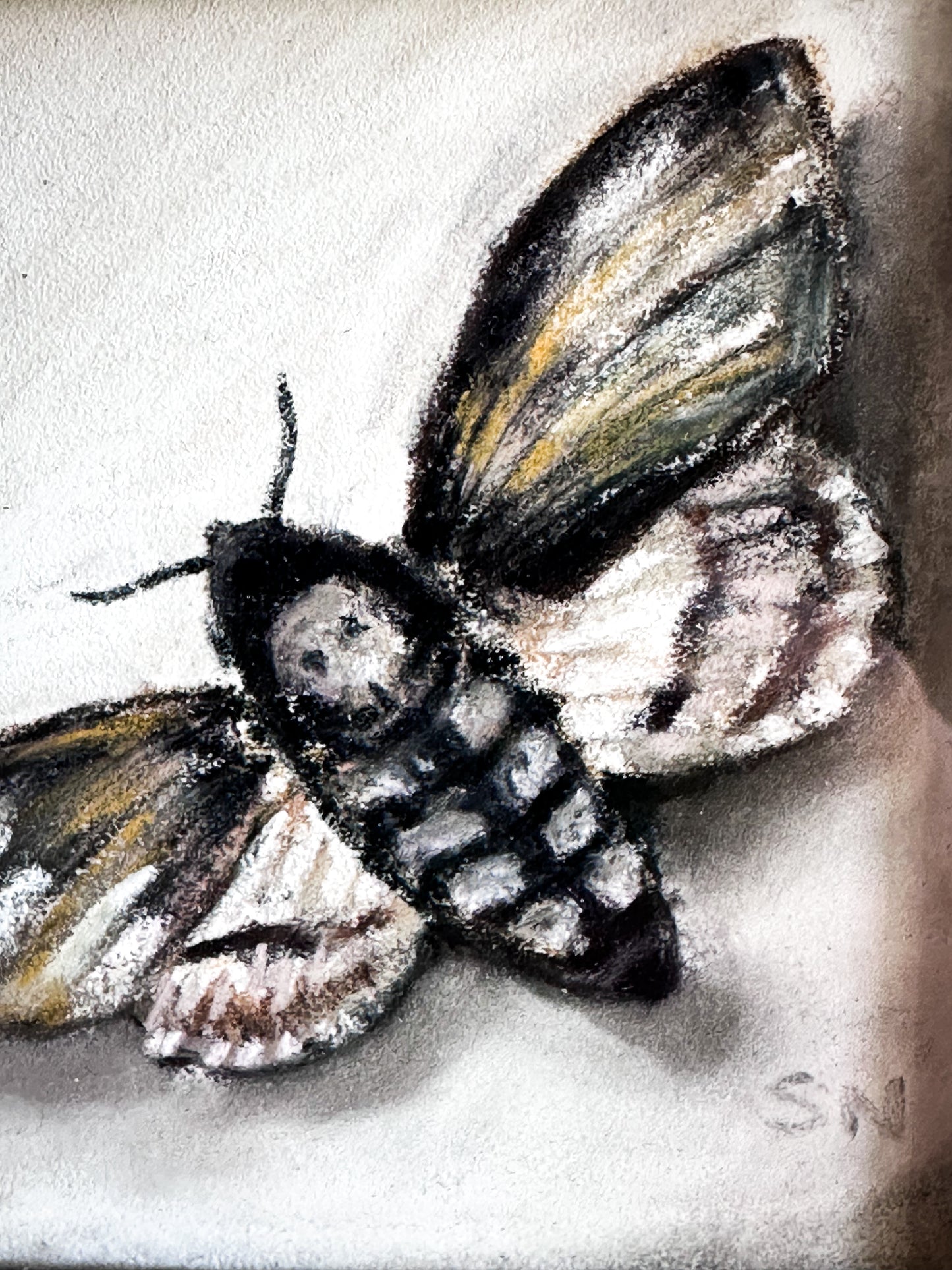 An original artwork by Steven Nicholas “Death’s Head Hawkmoth”