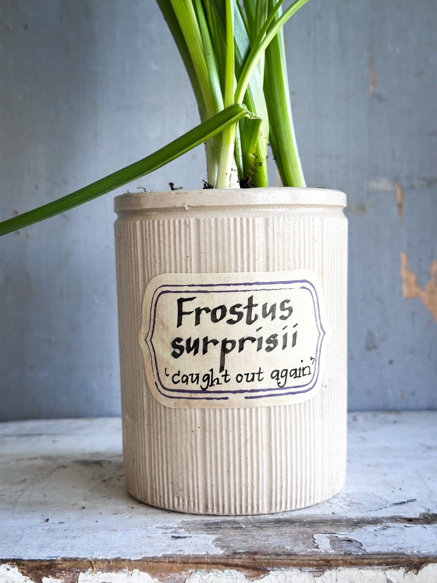 The Hopeful Gardener™ Specimen Pot