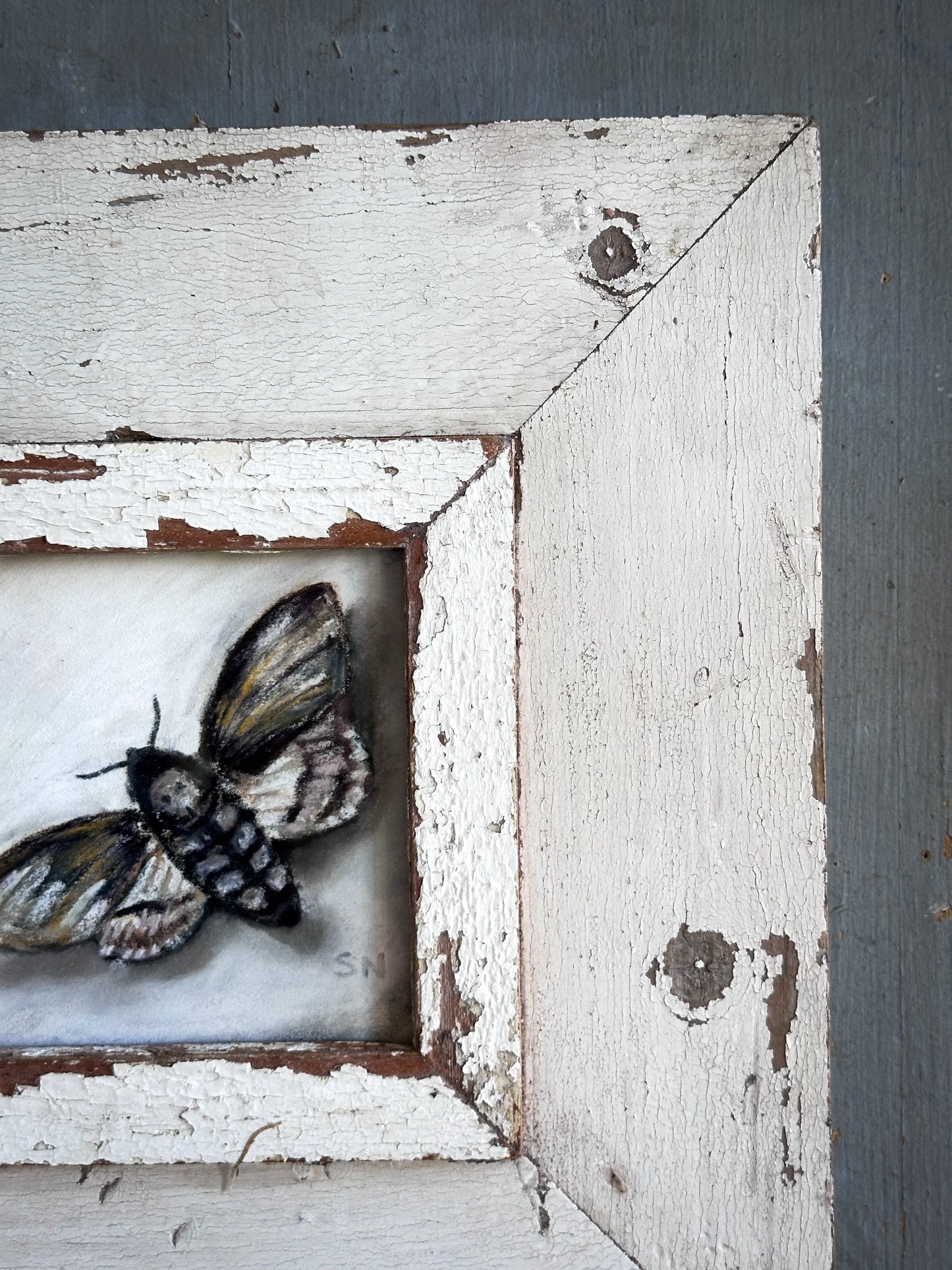 An original artwork by Steven Nicholas “Death’s Head Hawkmoth”