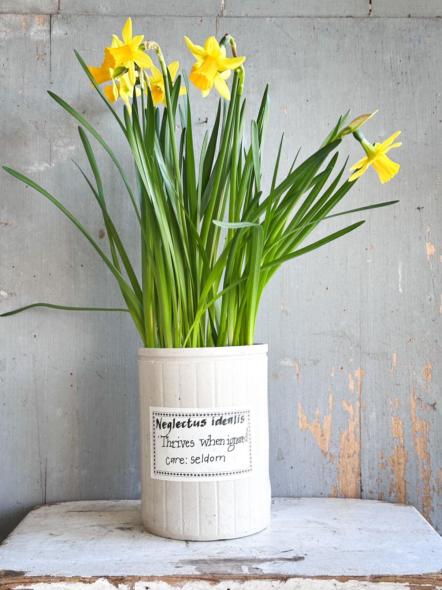 The Hopeful Gardener Specimen Pot